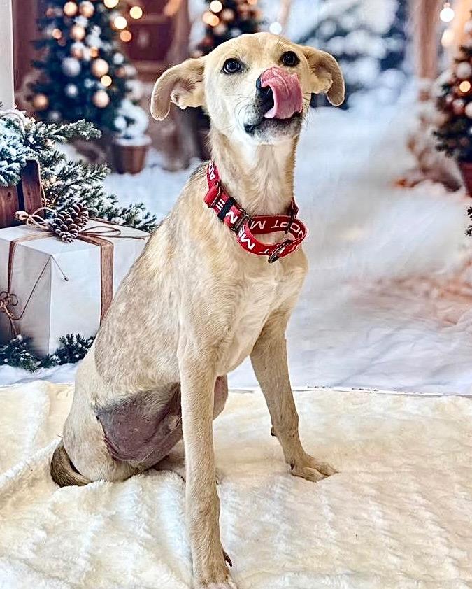 Tinto-Sweet Tripod Puppy!, Adoptable, Young Male Carolina Dog & Labrador Retriever.