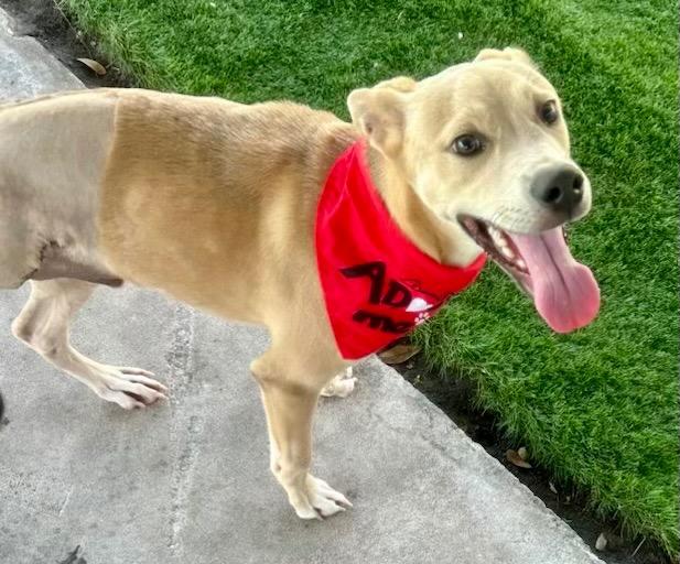 Tinto-Sweet Tripod Puppy!, a Adoptable mixed breed in Fort Myers, FL image 2/3