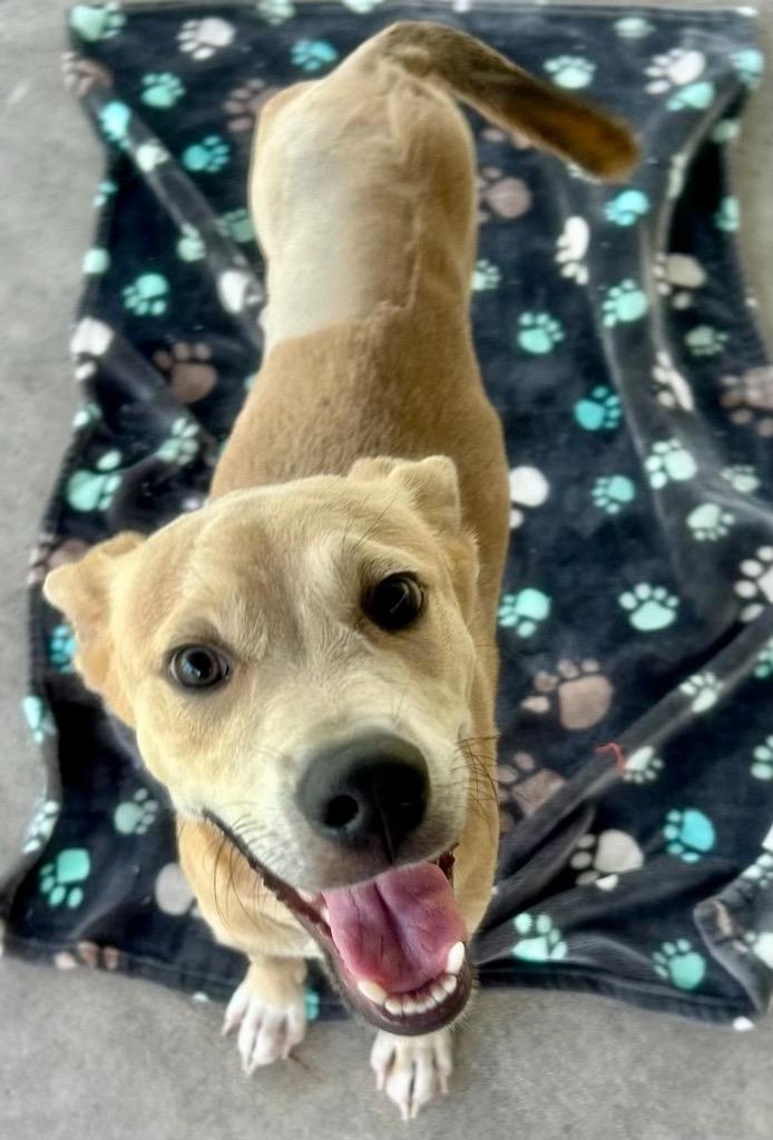 Tinto-Sweet Tripod Puppy!, a Adoptable mixed breed in Fort Myers, FL image 3/3