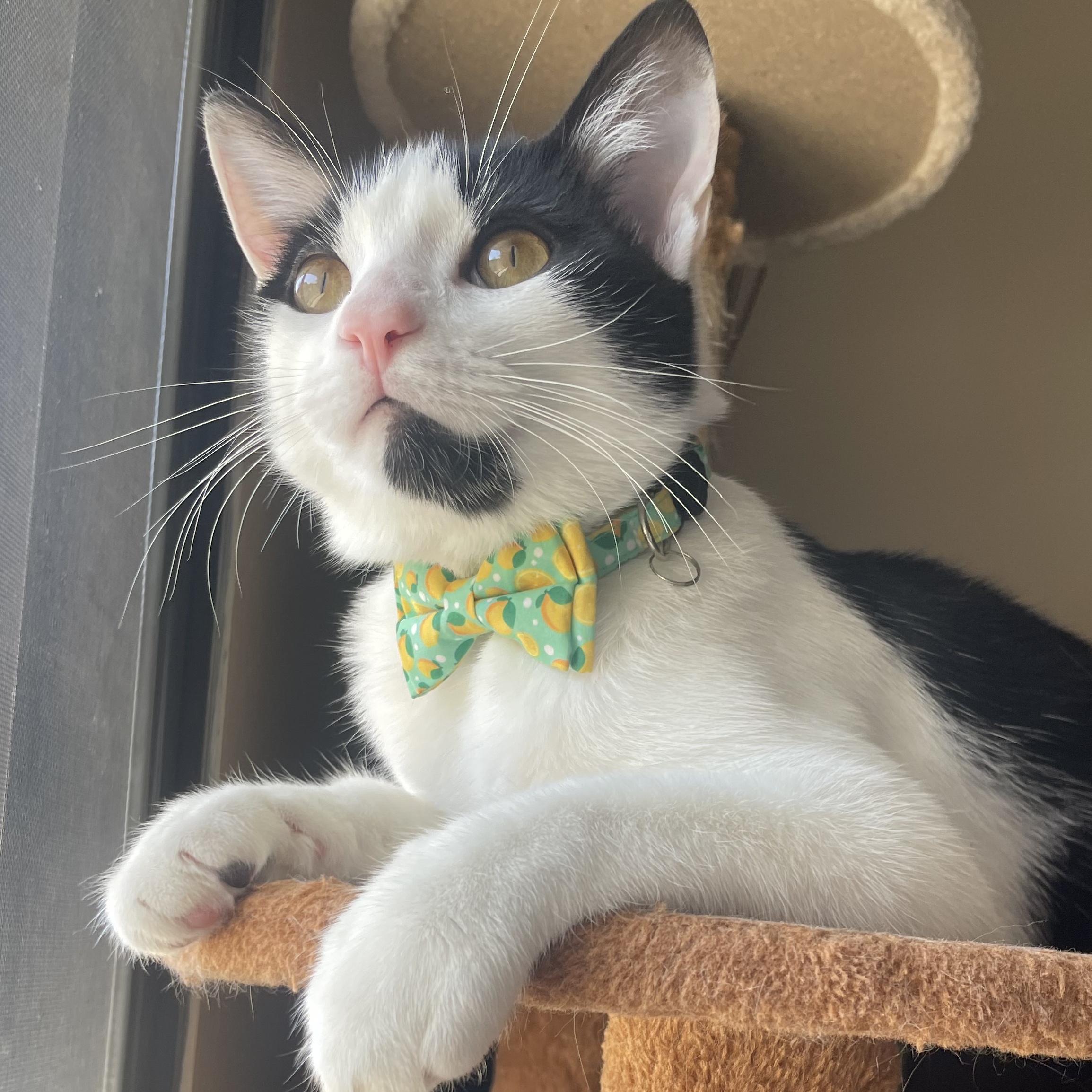 Pringles, Adopted, Young Male Domestic Short Hair.