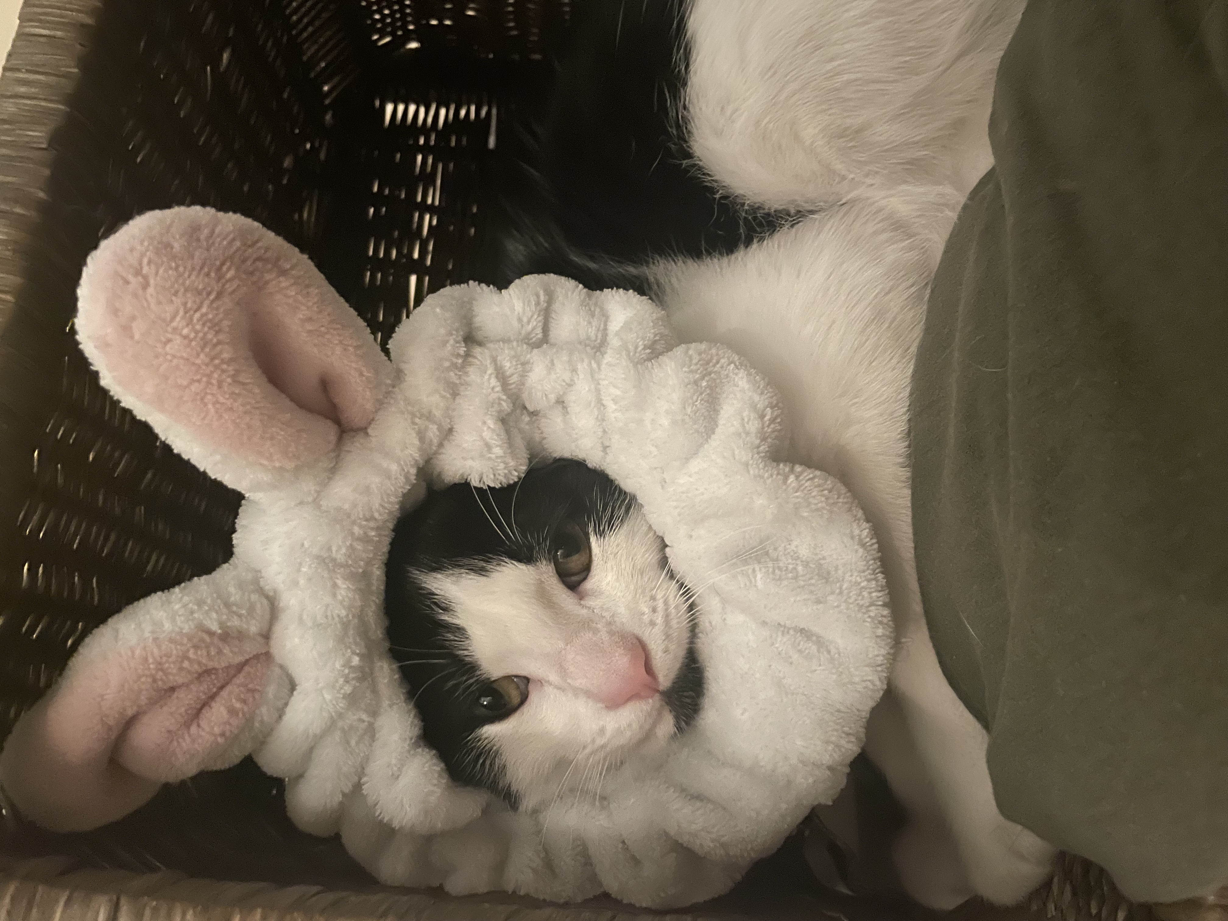 Pringles, a Adopted Domestic Short Hair in Santa Ana, CA image 2/6