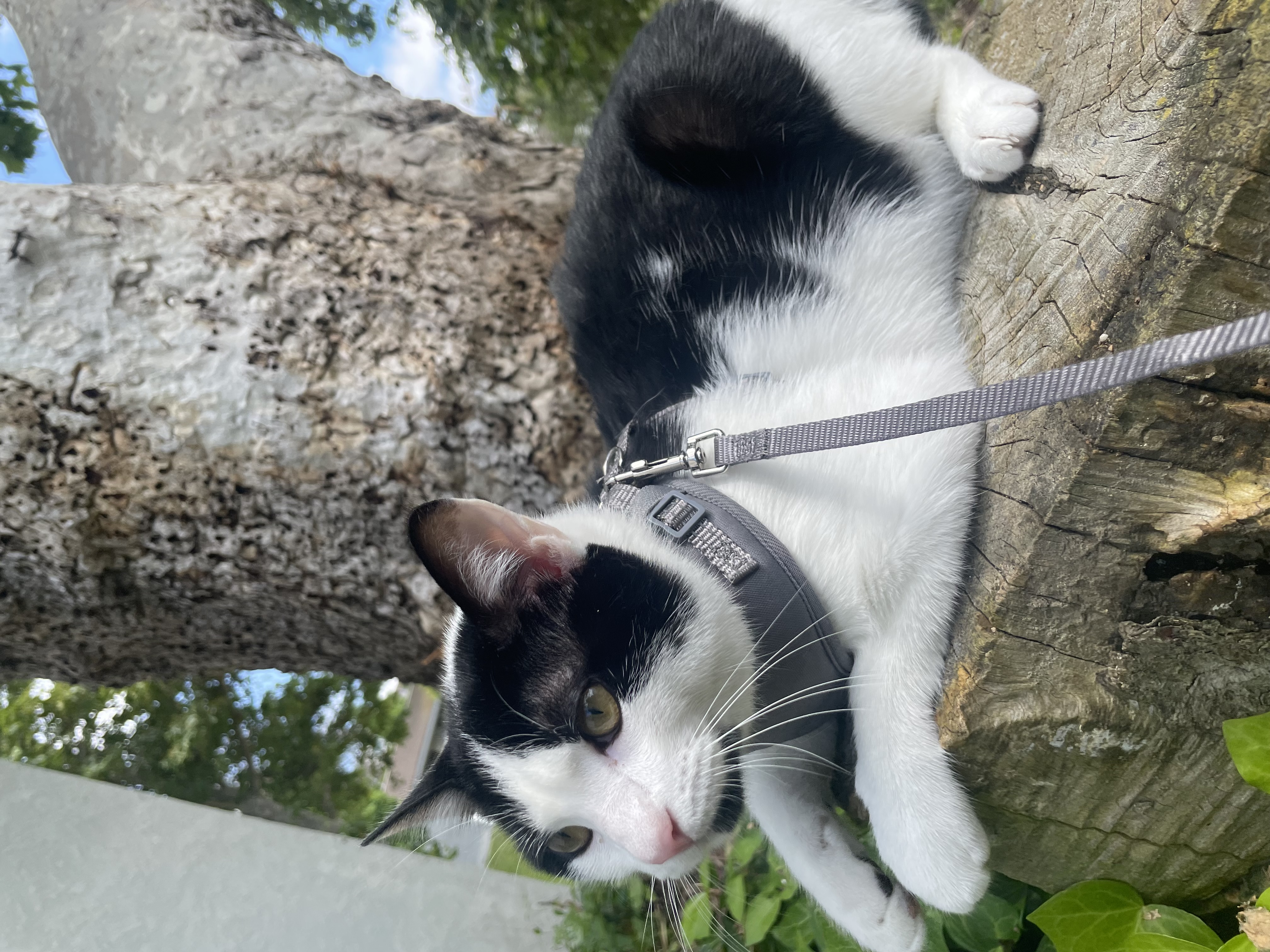 Pringles, a Adopted Domestic Short Hair in Santa Ana, CA image 4/6