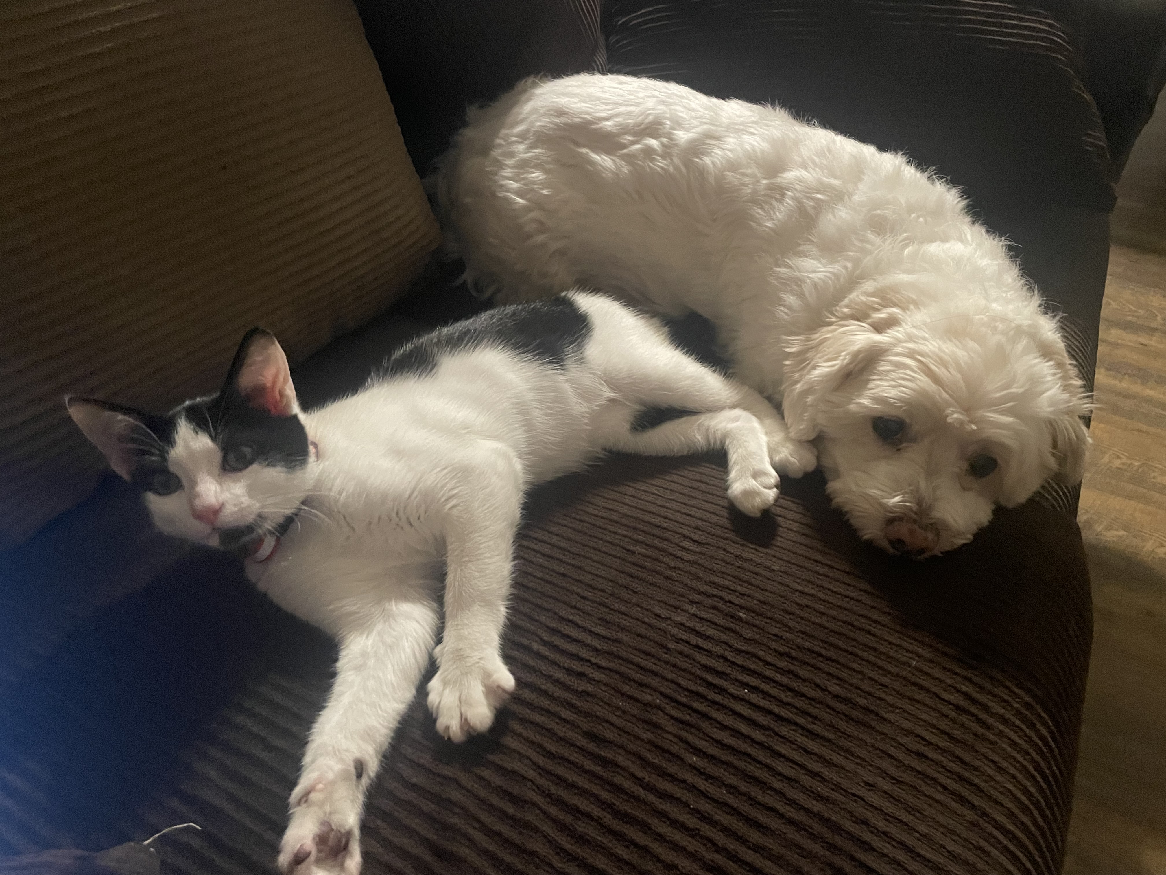 Pringles, a Adopted Domestic Short Hair in Santa Ana, CA image 5/6