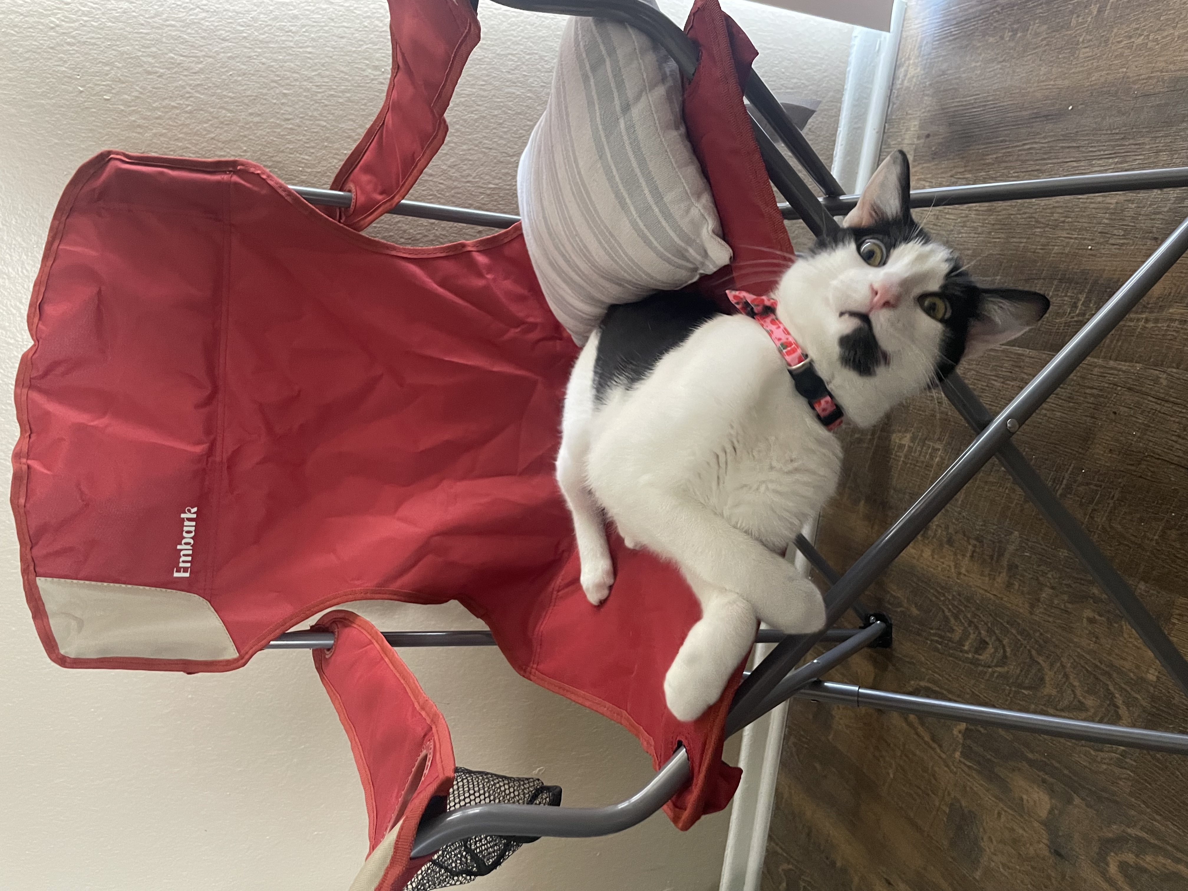 Pringles, a Adopted Domestic Short Hair in Santa Ana, CA image 6/6