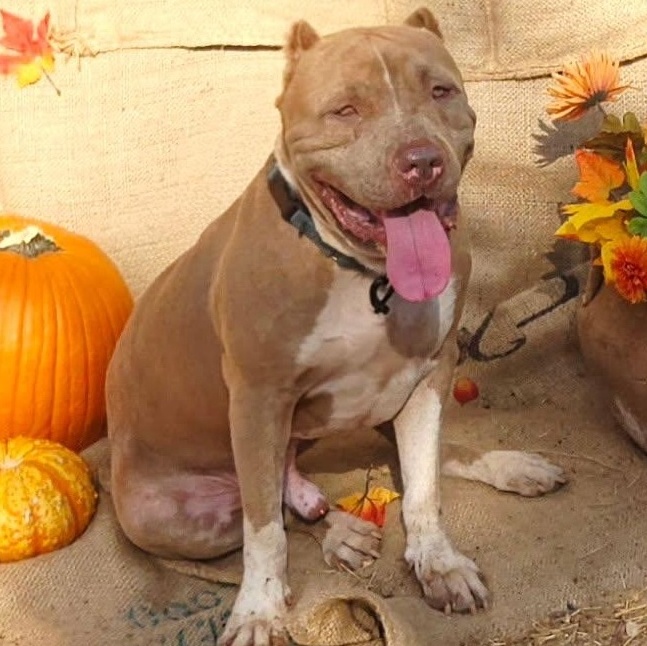 Enlarge Scooby, a Adoptable mixed breed in Boulder, CO image 1/3