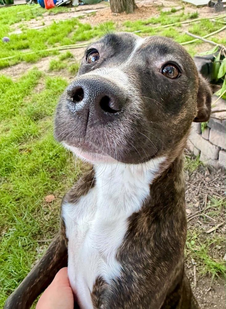 Collette, a Adoptable mixed breed in Boston, MA image 1/6