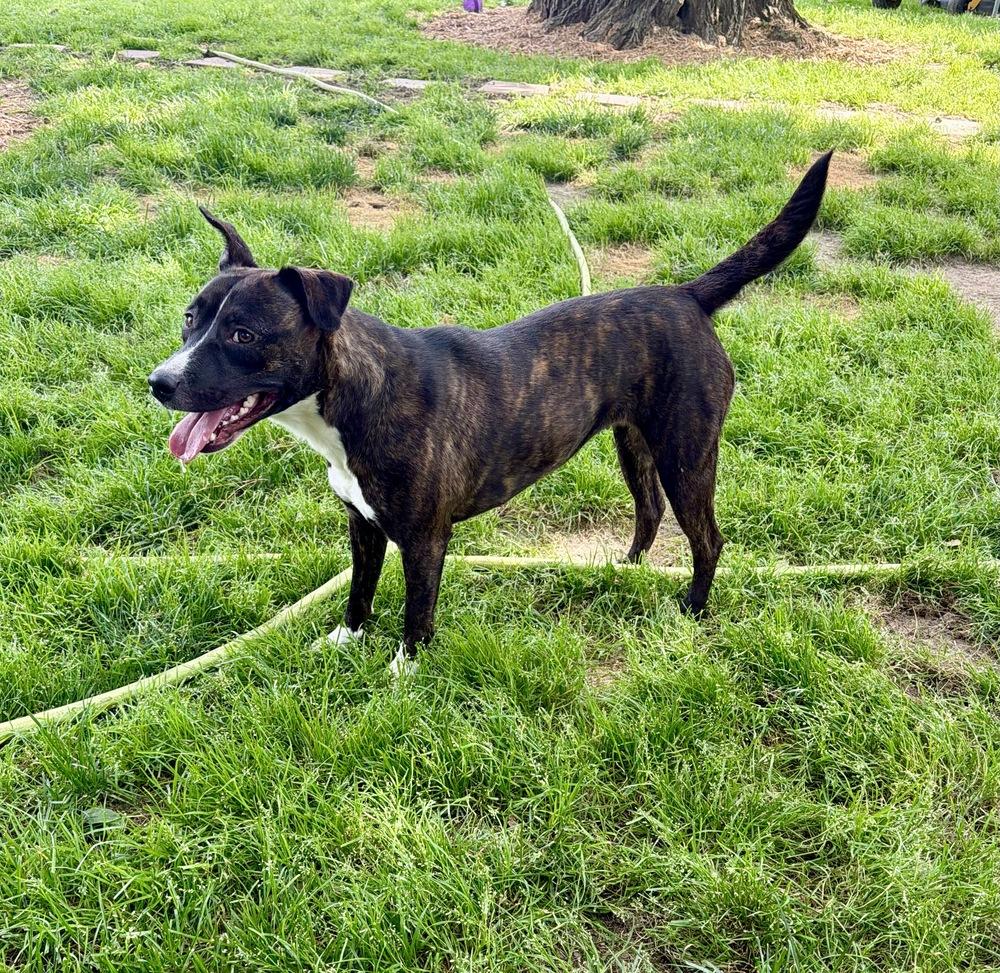 Collette, a Adoptable mixed breed in Boston, MA image 2/6