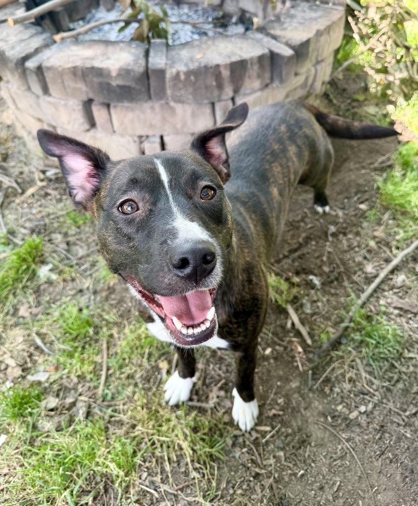Collette, a Adoptable mixed breed in Boston, MA image 3/6