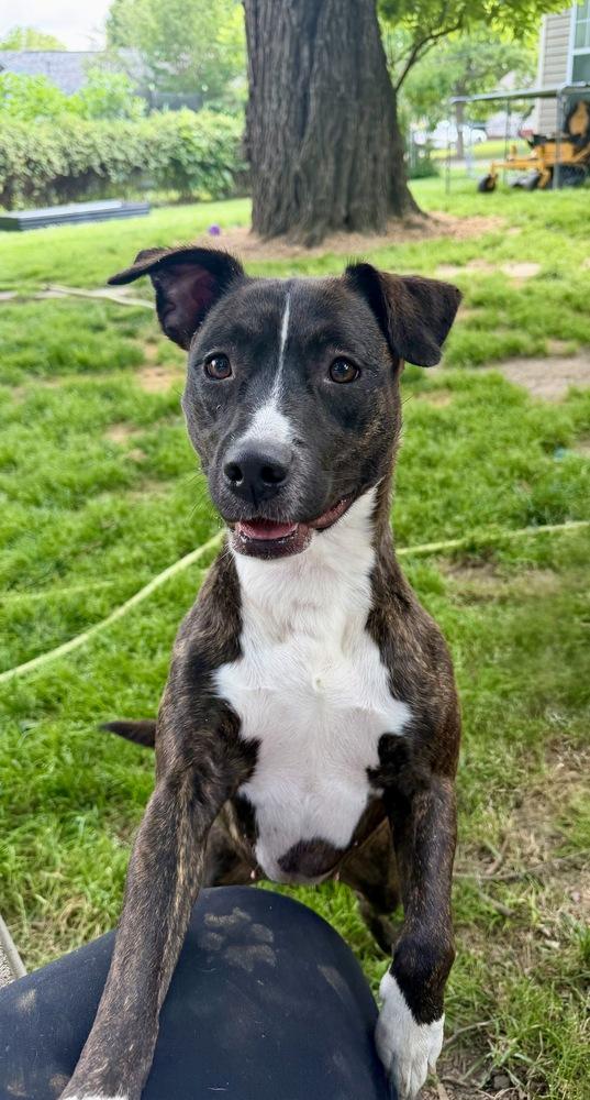 Collette, a Adoptable mixed breed in Boston, MA image 4/6