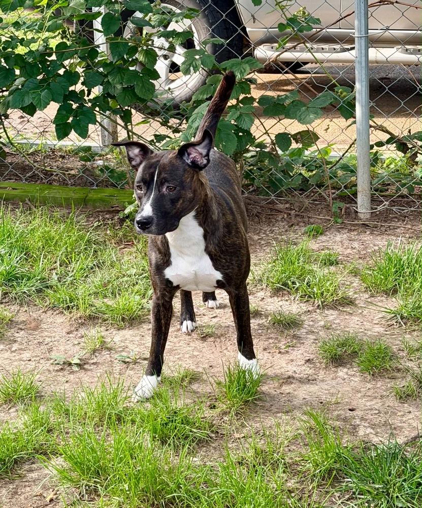 Collette, a Adoptable mixed breed in Boston, MA image 5/6
