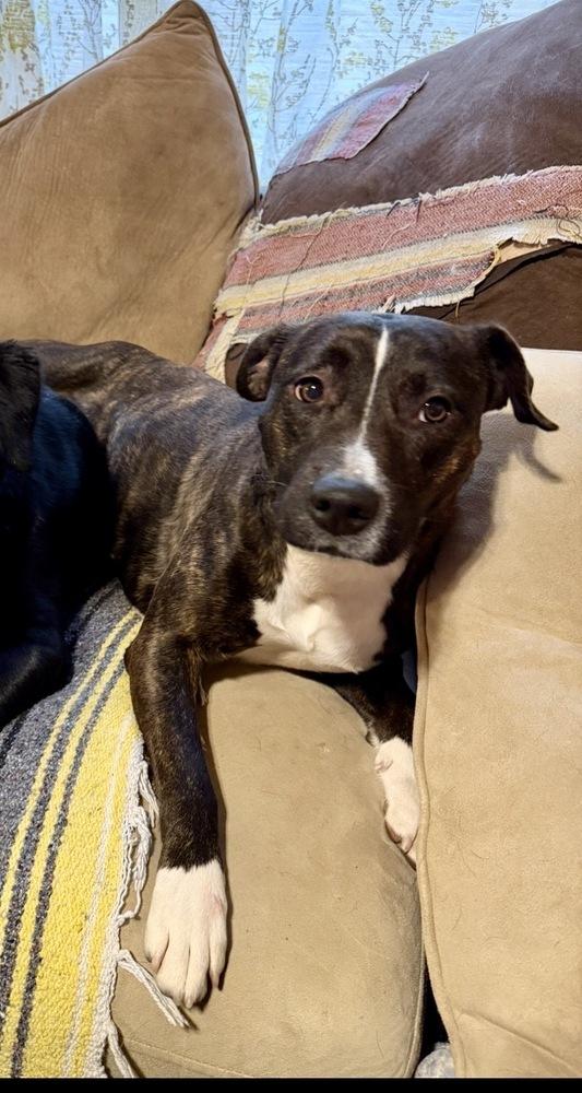 Collette, a Adoptable mixed breed in Boston, MA image 6/6