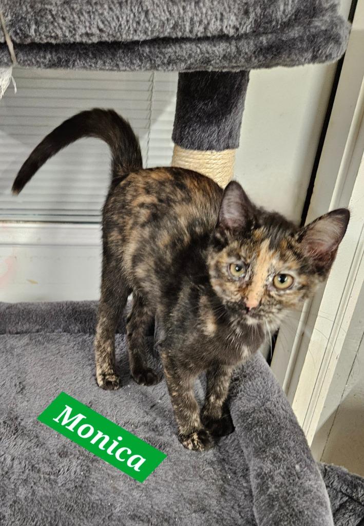 Monica, Adoptable, Kitten Female Domestic Short Hair.