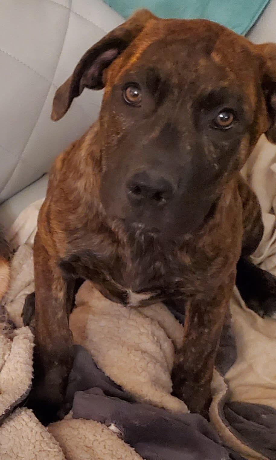 Adams (McMinnville St. pup)