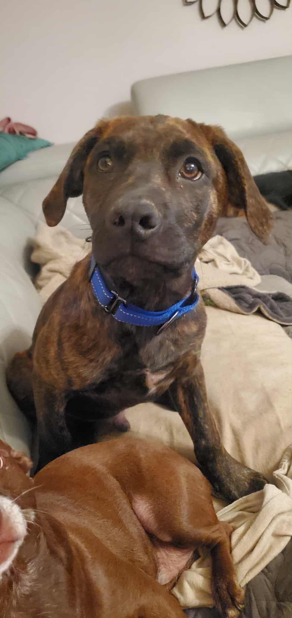 Adams (McMinnville St. pup)