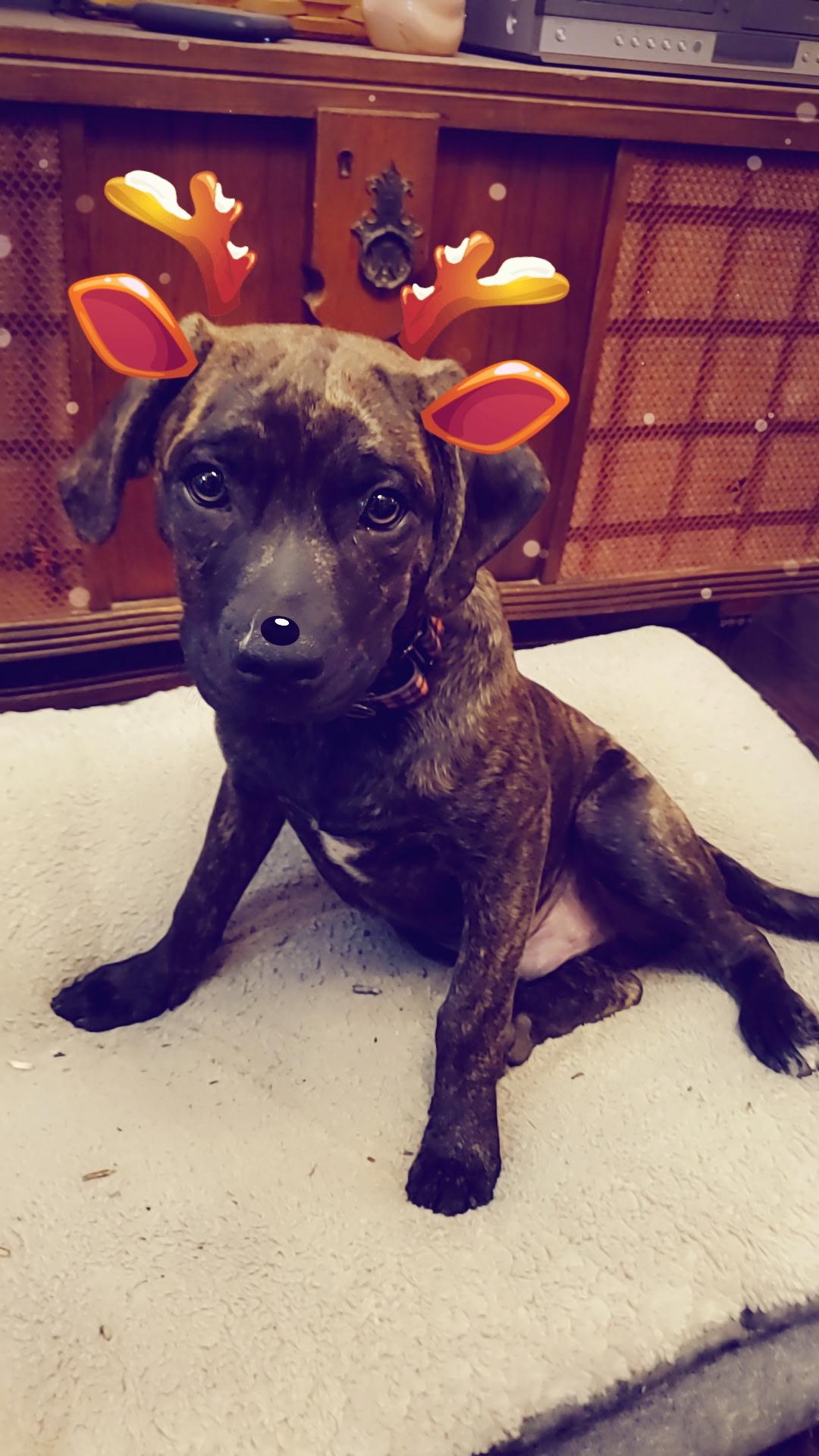 Adam (McMinnville St. pup), a Adoptable mixed breed in Mount Juliet, TN image 5/6