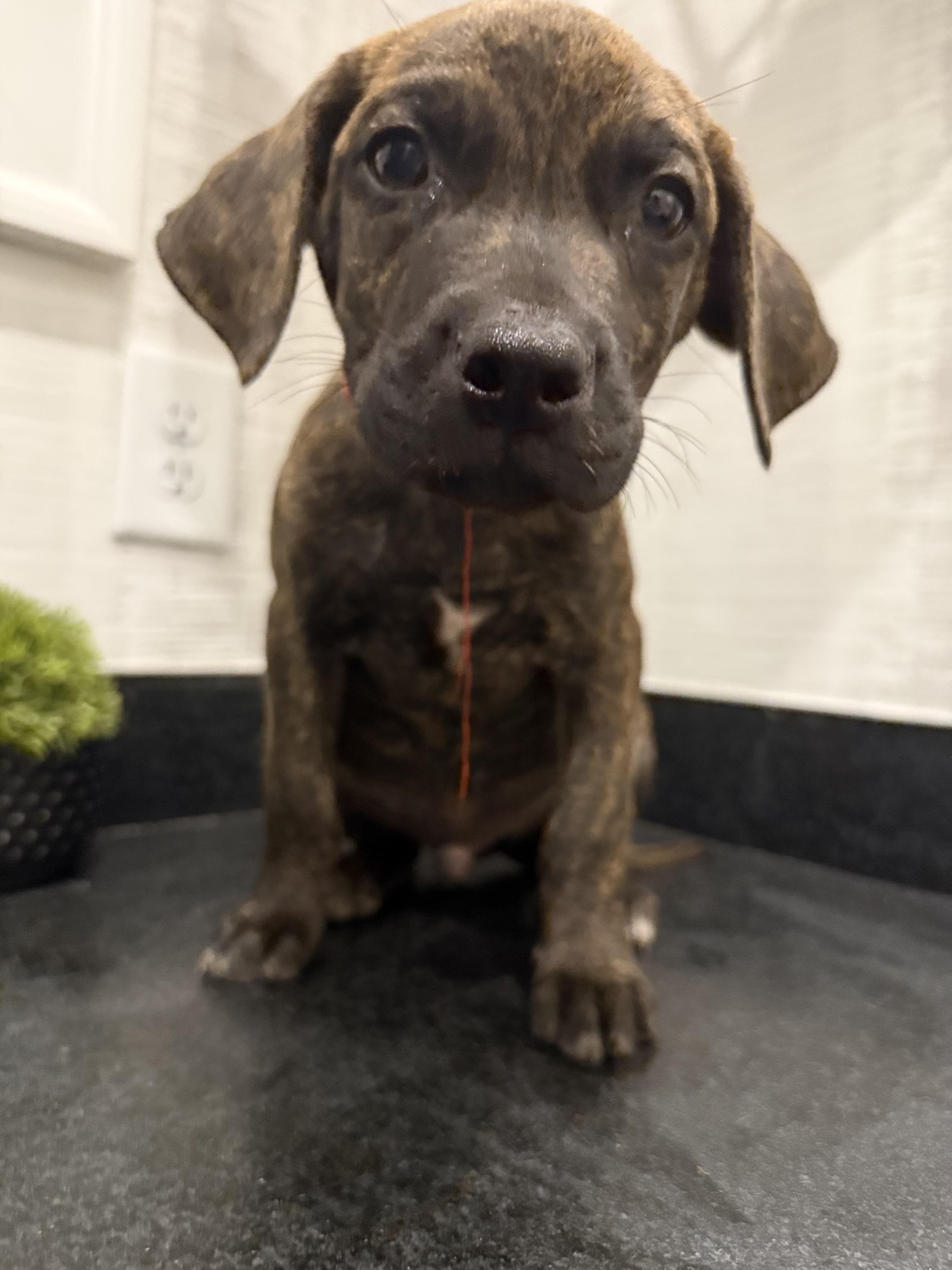 Adams (McMinnville St. pup)