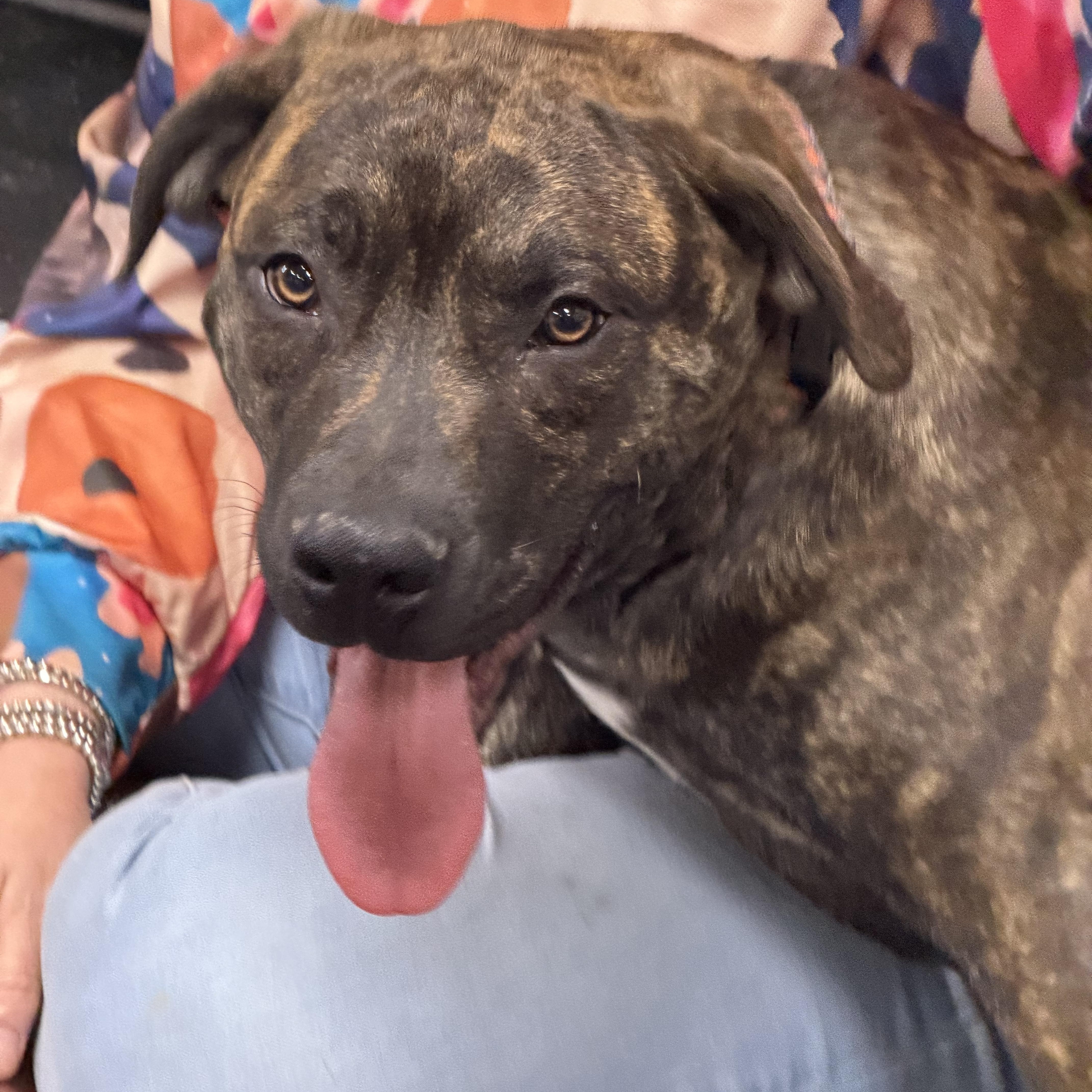 Adam (McMinnville St. pup), a Adoptable mixed breed in Mount Juliet, TN image 1/6