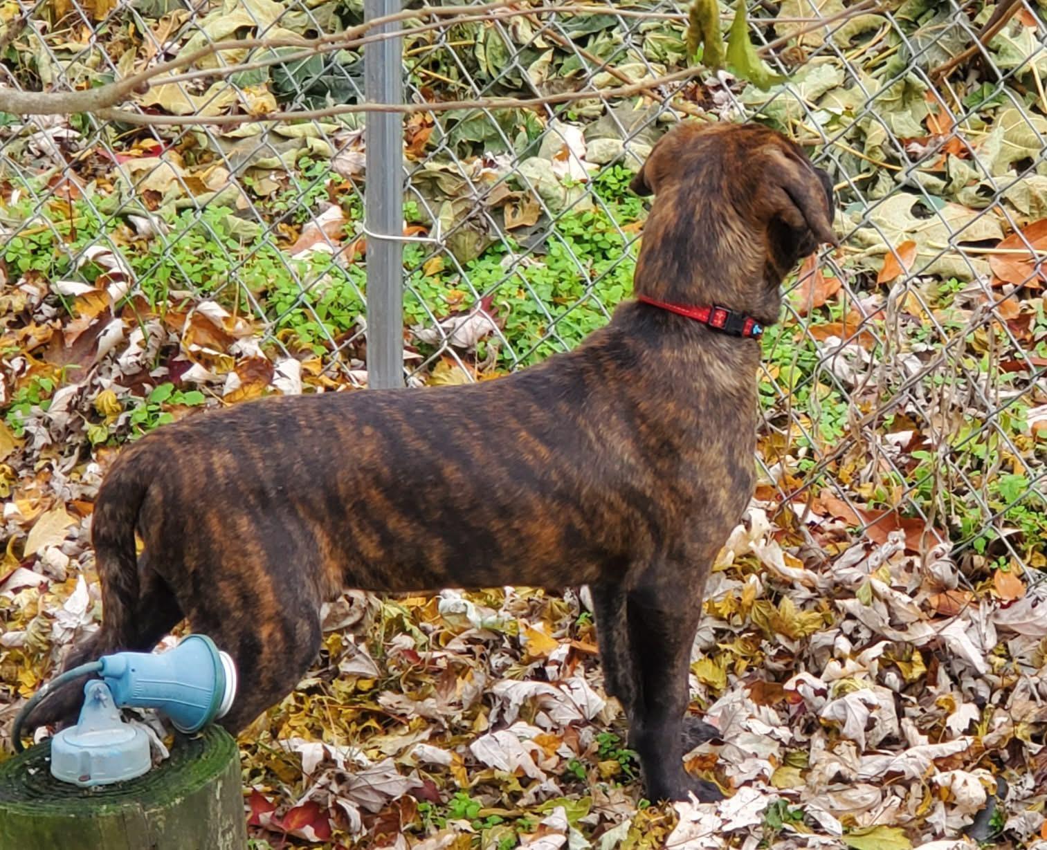 Adams (McMinnville St. pup)