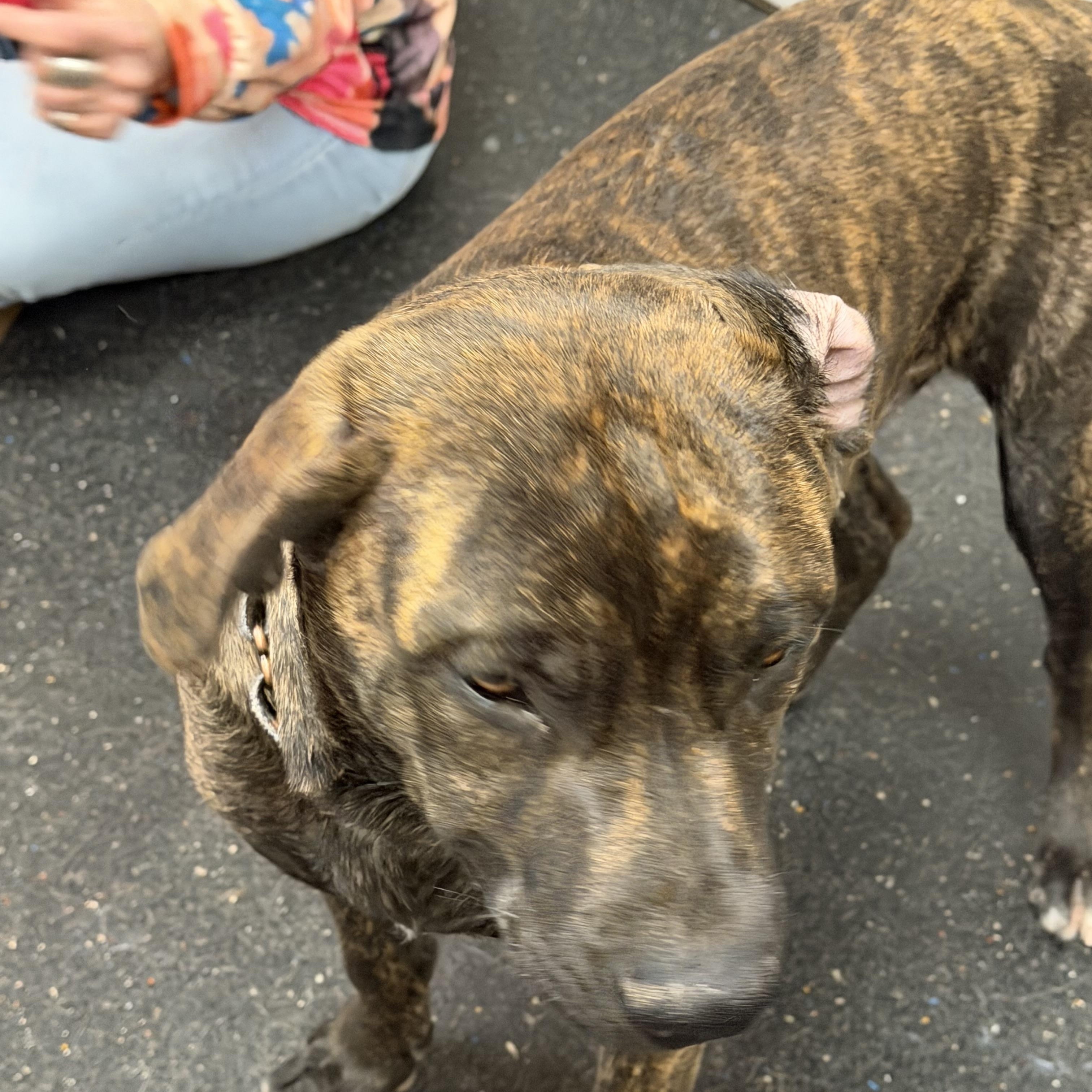 Adam (McMinnville St. pup), a Adoptable mixed breed in Mount Juliet, TN image 2/6