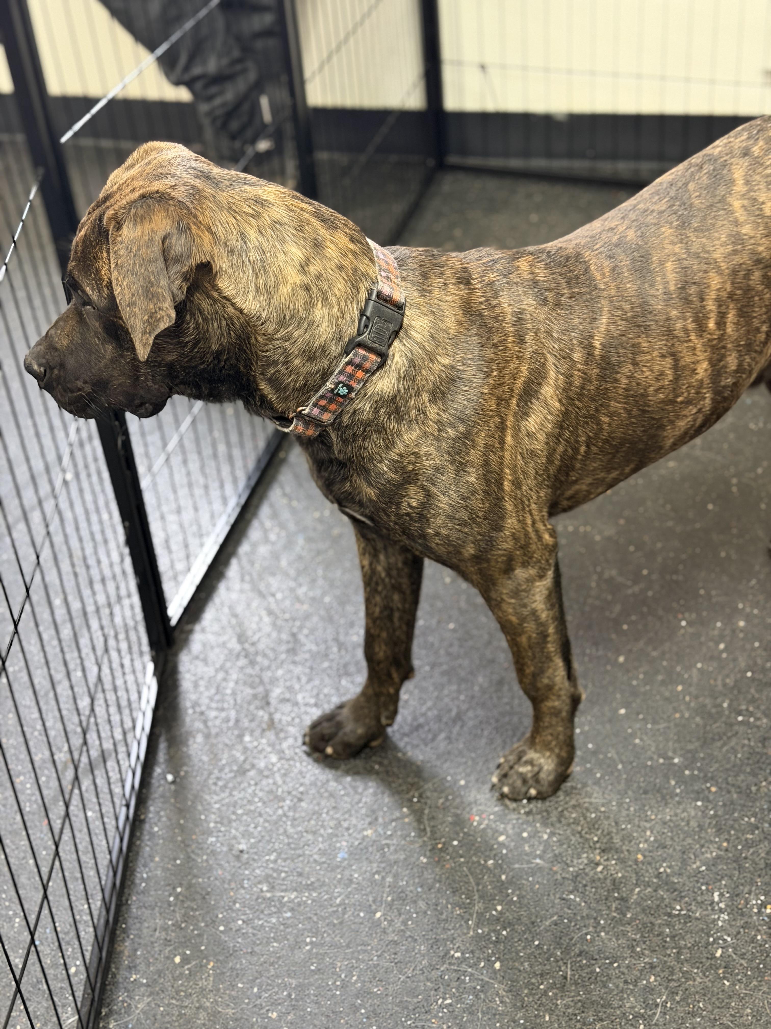 Adam (McMinnville St. pup), a Adoptable mixed breed in Mount Juliet, TN image 3/6