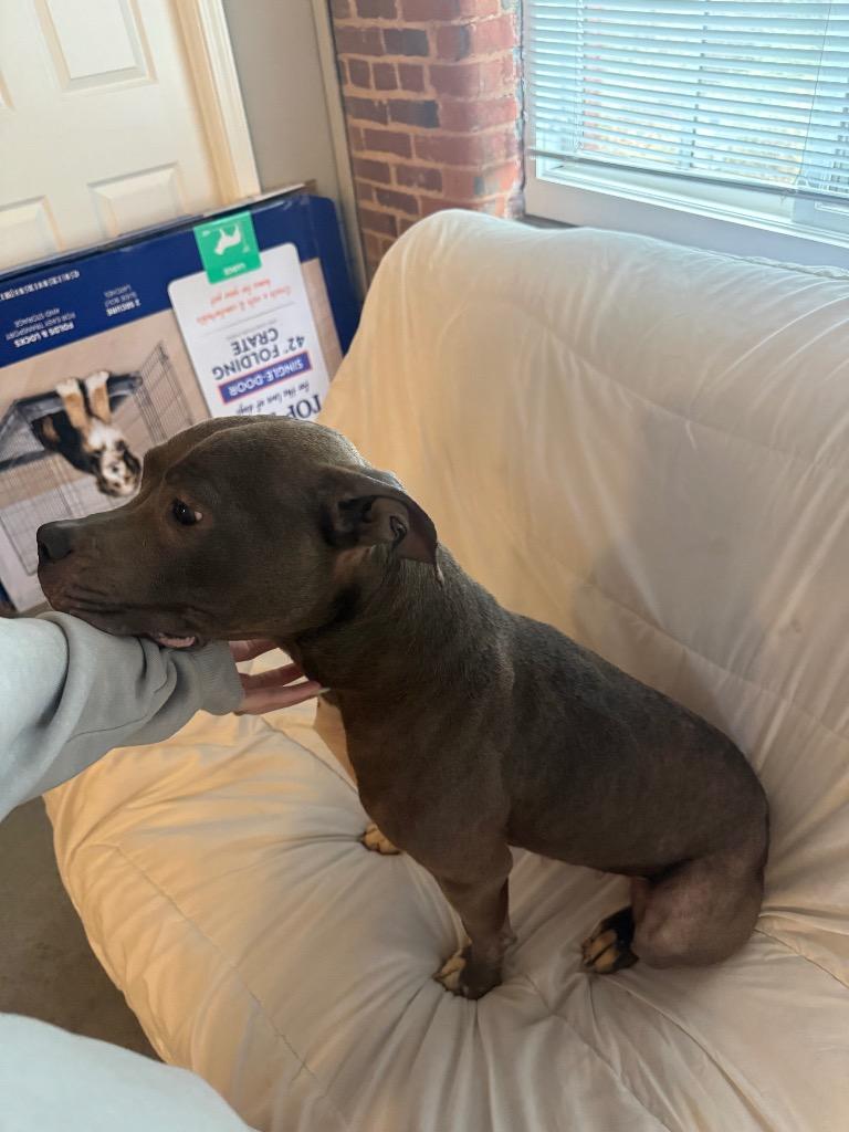 Enlarge Jojo, a Adoptable Staffordshire Bull Terrier in Newnan, GA image 2/4