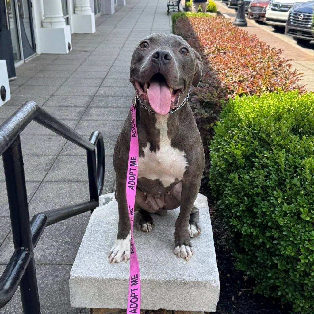 Jojo, a Adoptable Staffordshire Bull Terrier in Newnan, GA image 1/6