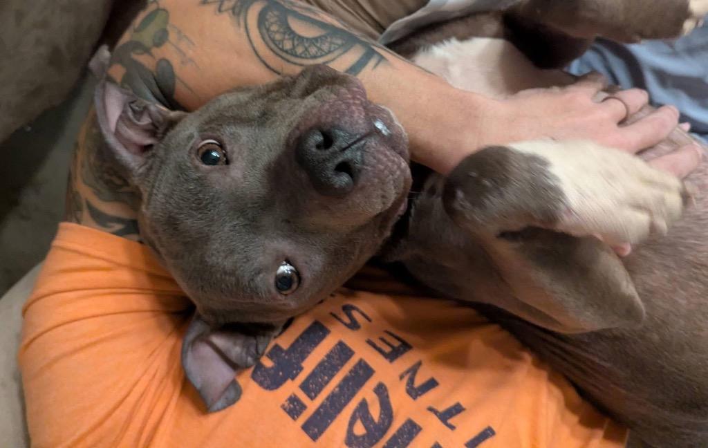 Jojo, Adoptable, Young Female Staffordshire Bull Terrier.