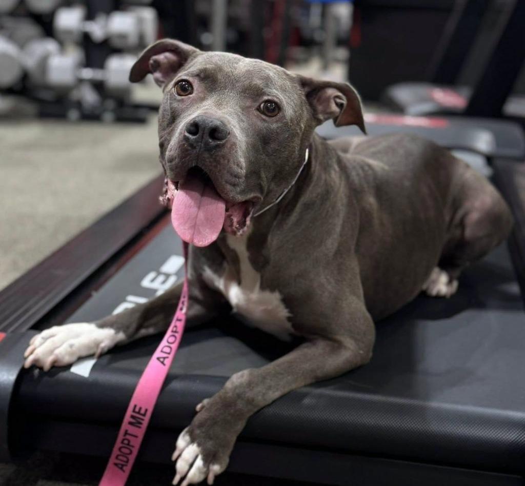 Jojo, a Adoptable Staffordshire Bull Terrier in Newnan, GA image 3/6