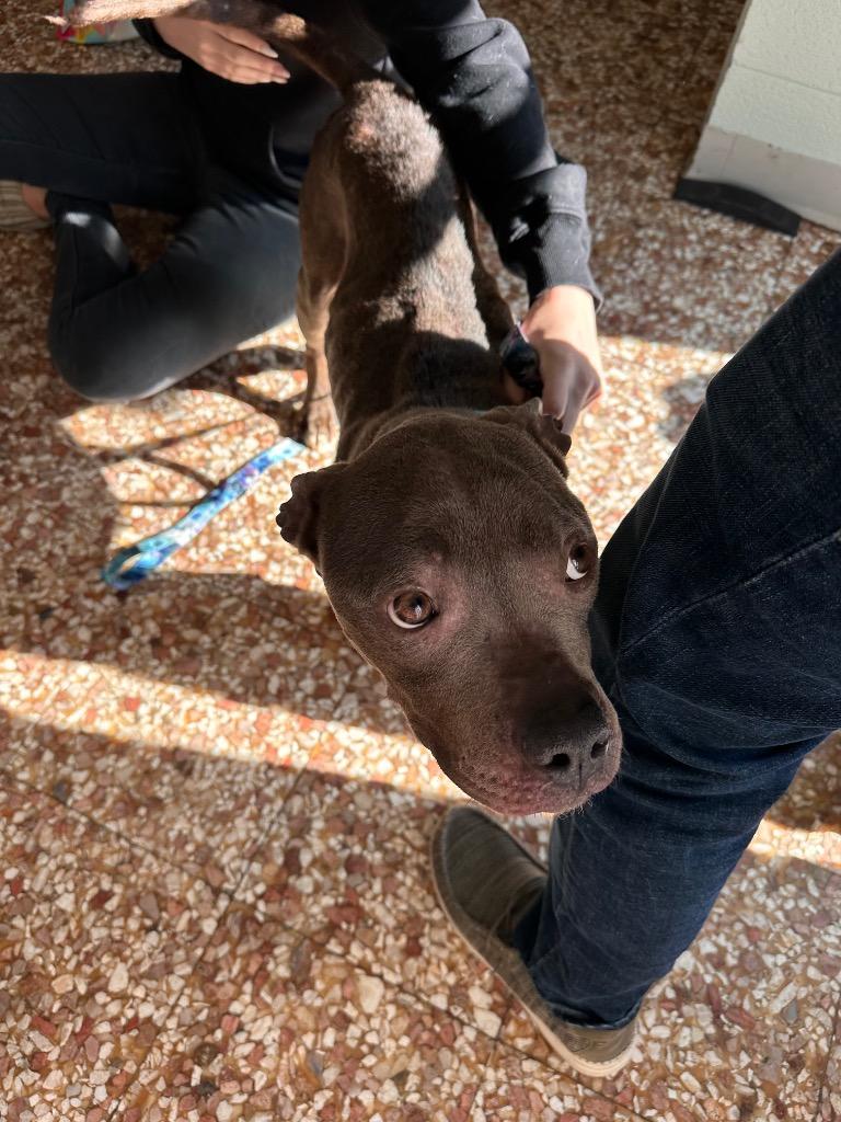 Enlarge Jojo, a Adoptable Staffordshire Bull Terrier in Newnan, GA image 4/4