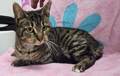 Enlarge Serena, a Adoptable Domestic Short Hair in Sullivan, IN image 1/1