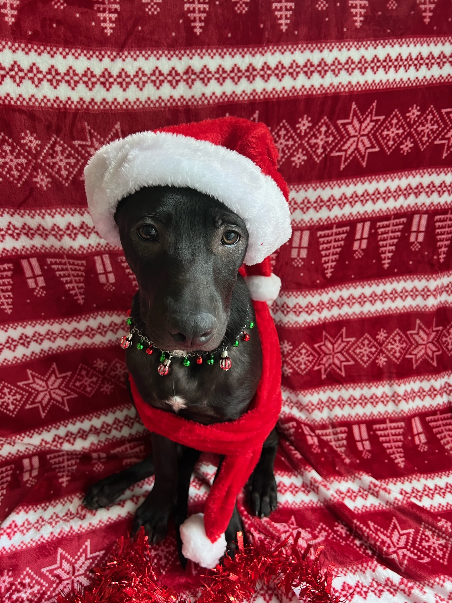 Dog for adoption Nemo, a Mixed Breed in Rye, NH Petfinder