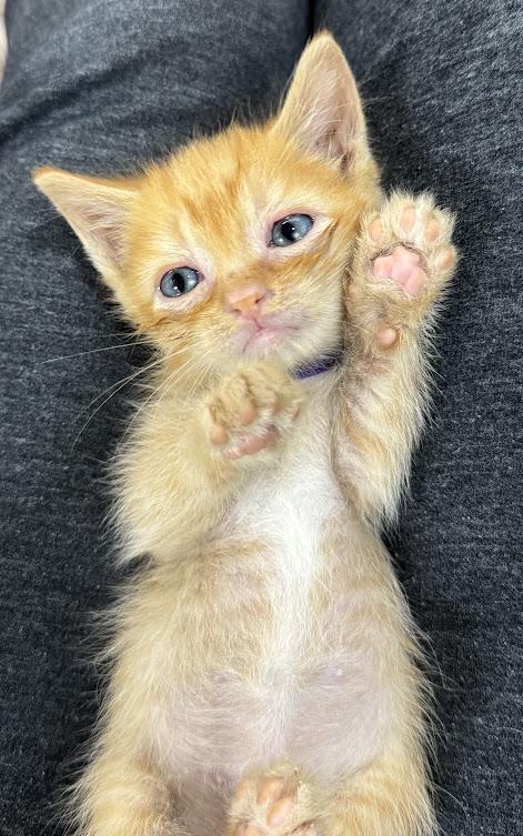 Cat for adoption - Ravioli ***located in Vancouver, WA, a Domestic ...