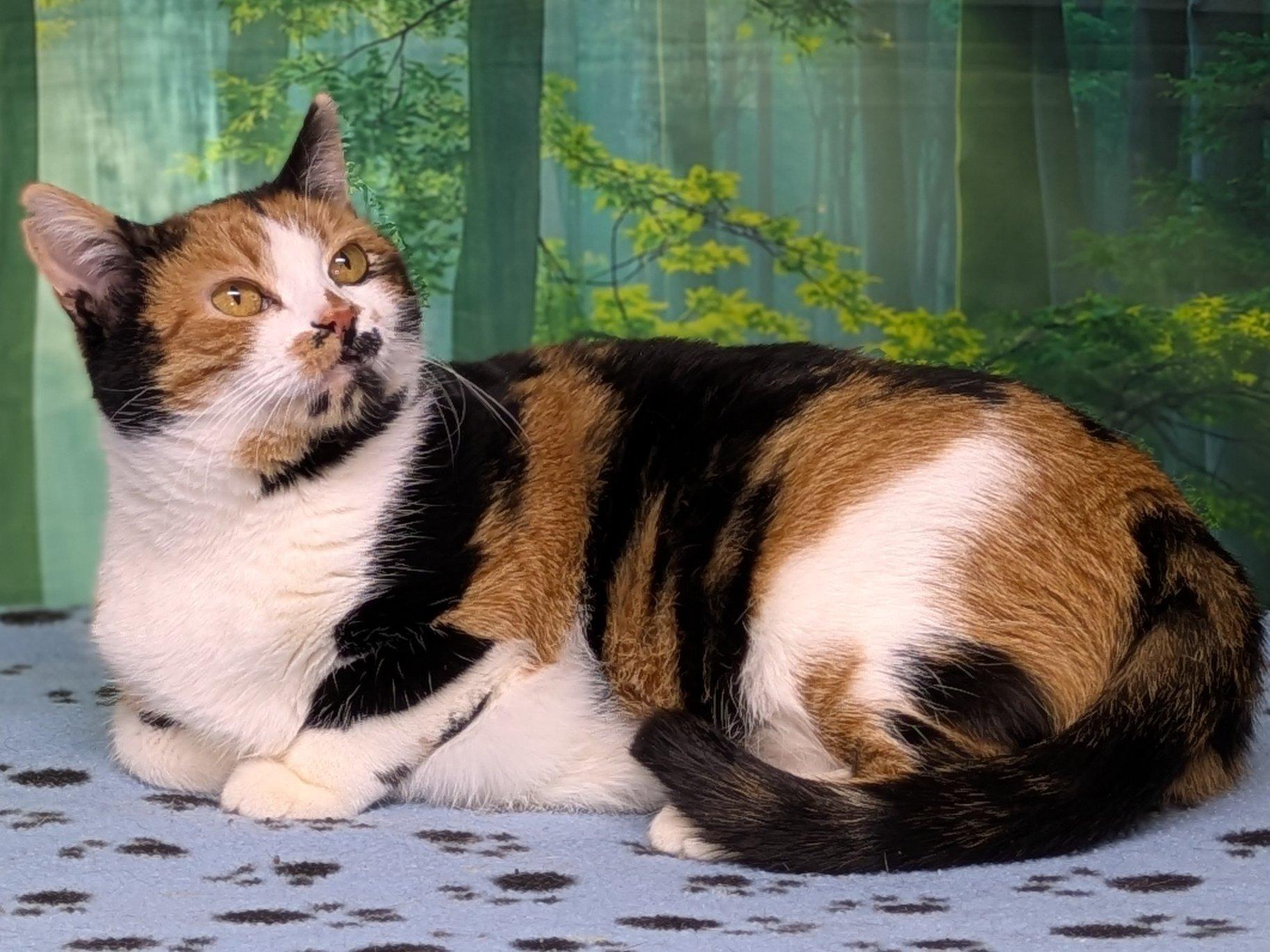 Enlarge Kalispell, a Adoptable mixed breed in Monroe, WA image 5/6