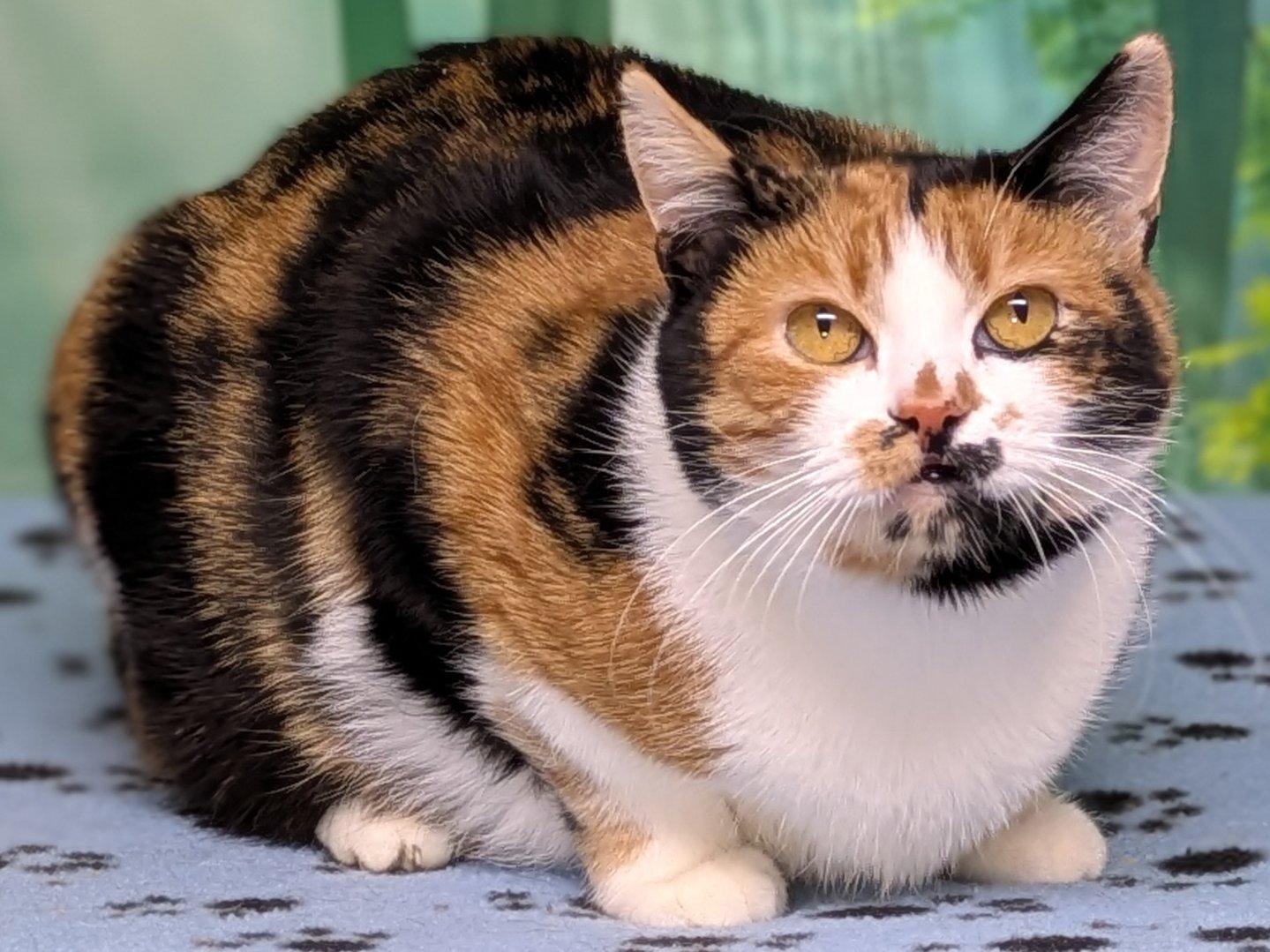 Enlarge Kalispell, a Adoptable mixed breed in Monroe, WA image 2/6