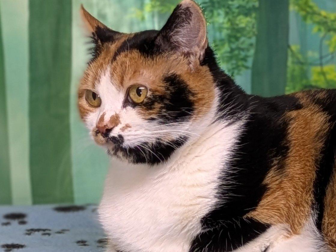 Enlarge Kalispell, a Adoptable mixed breed in Monroe, WA image 3/6