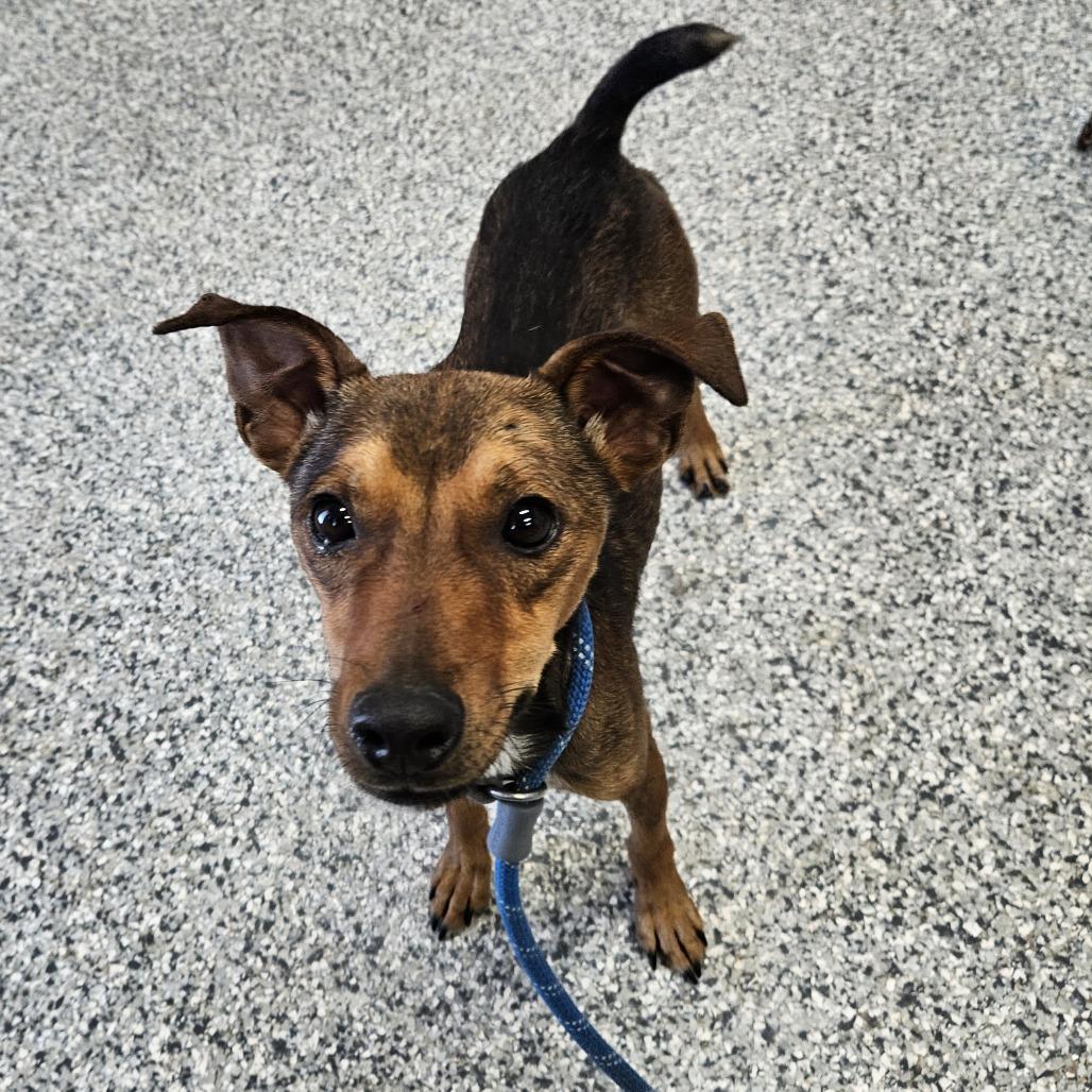 Enlarge Spooky, a Adoptable mixed breed in Kingman, KS image 1/4