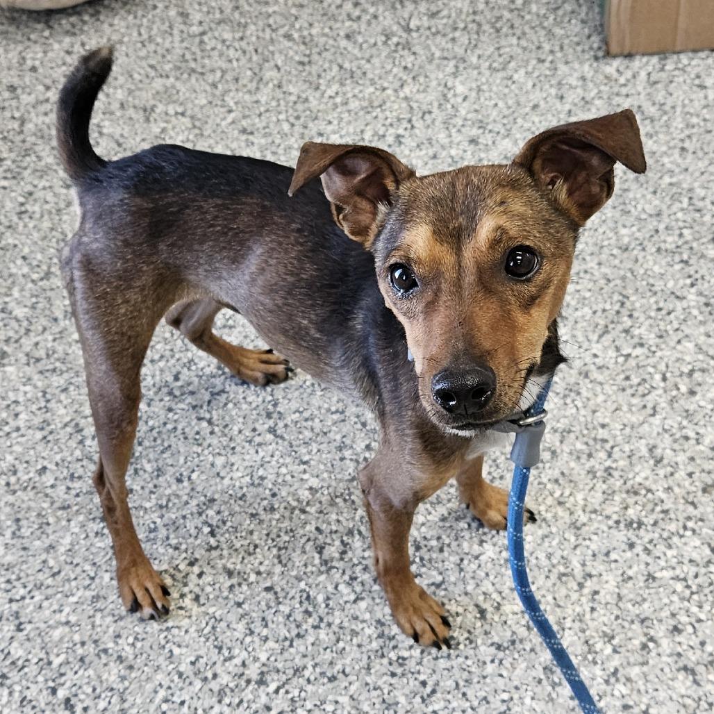 Enlarge Spooky, a Adoptable mixed breed in Kingman, KS image 2/4