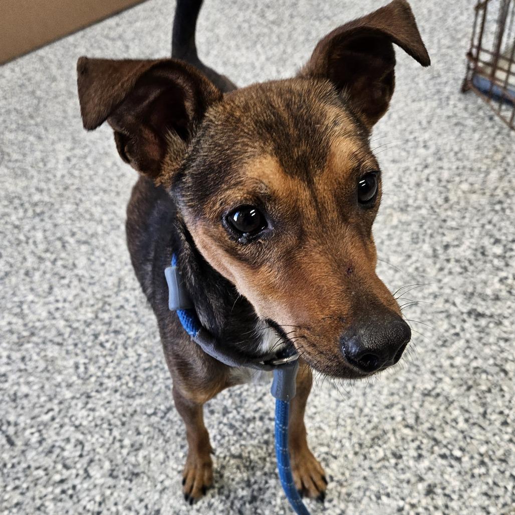 Enlarge Spooky, a Adoptable mixed breed in Kingman, KS image 3/4