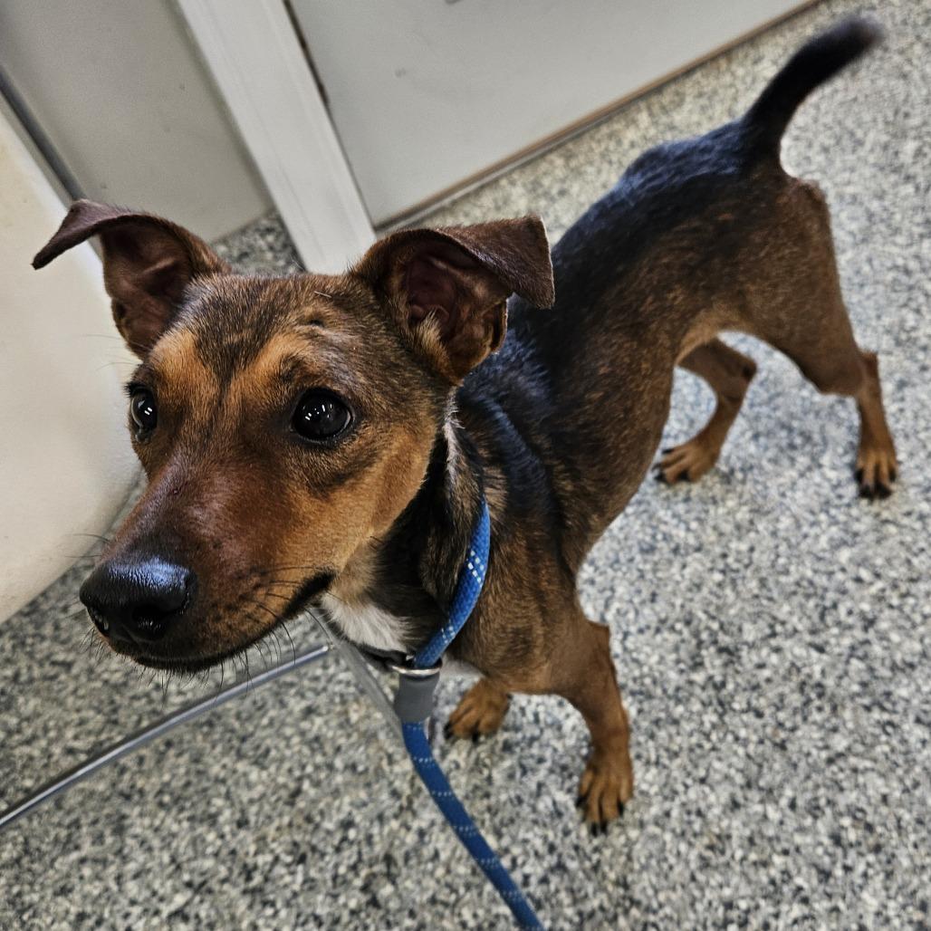 Enlarge Spooky, a Adoptable mixed breed in Kingman, KS image 4/4