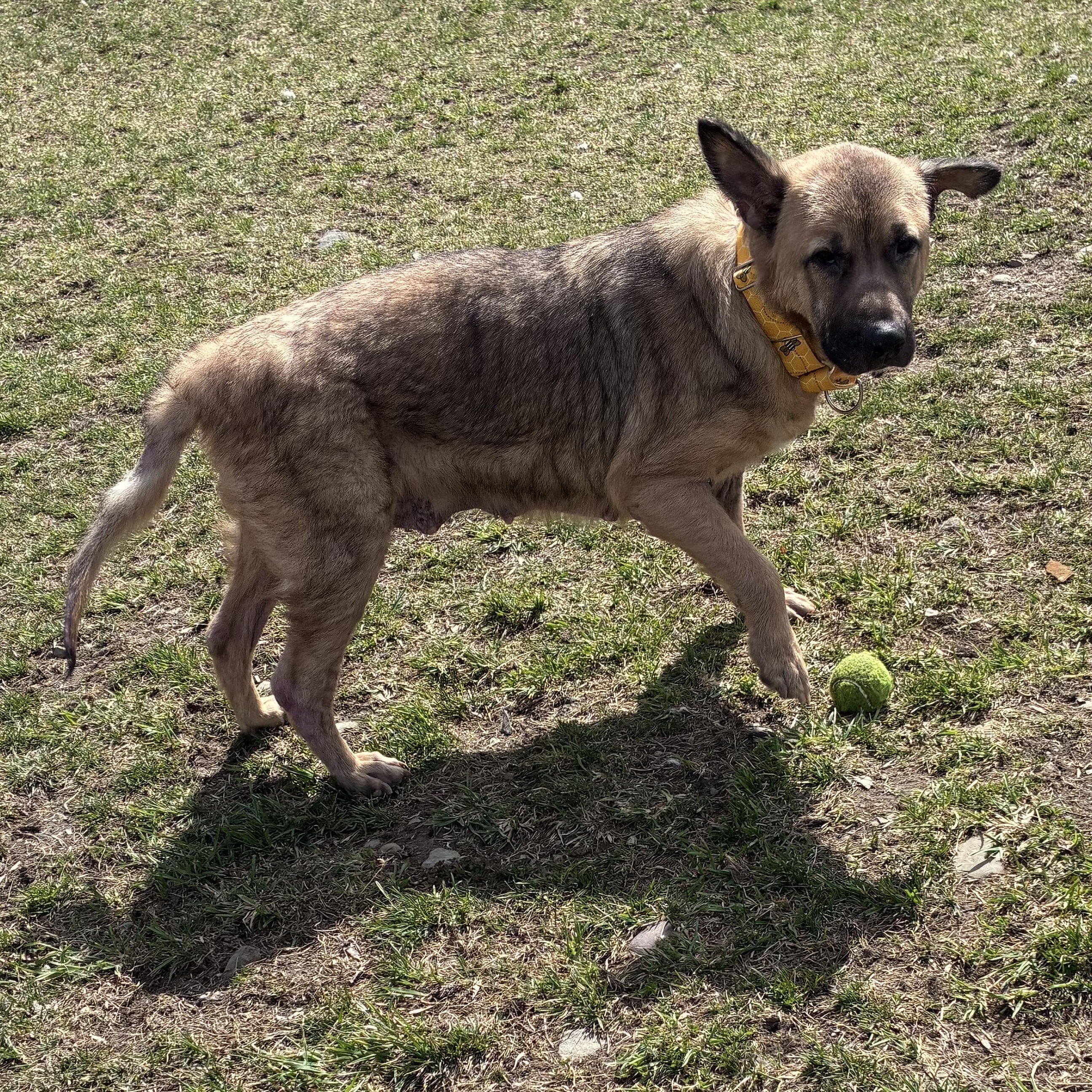 Enlarge Keisha, a ADOPTABLE mixed breed in Amsterdam, NY image 3/5