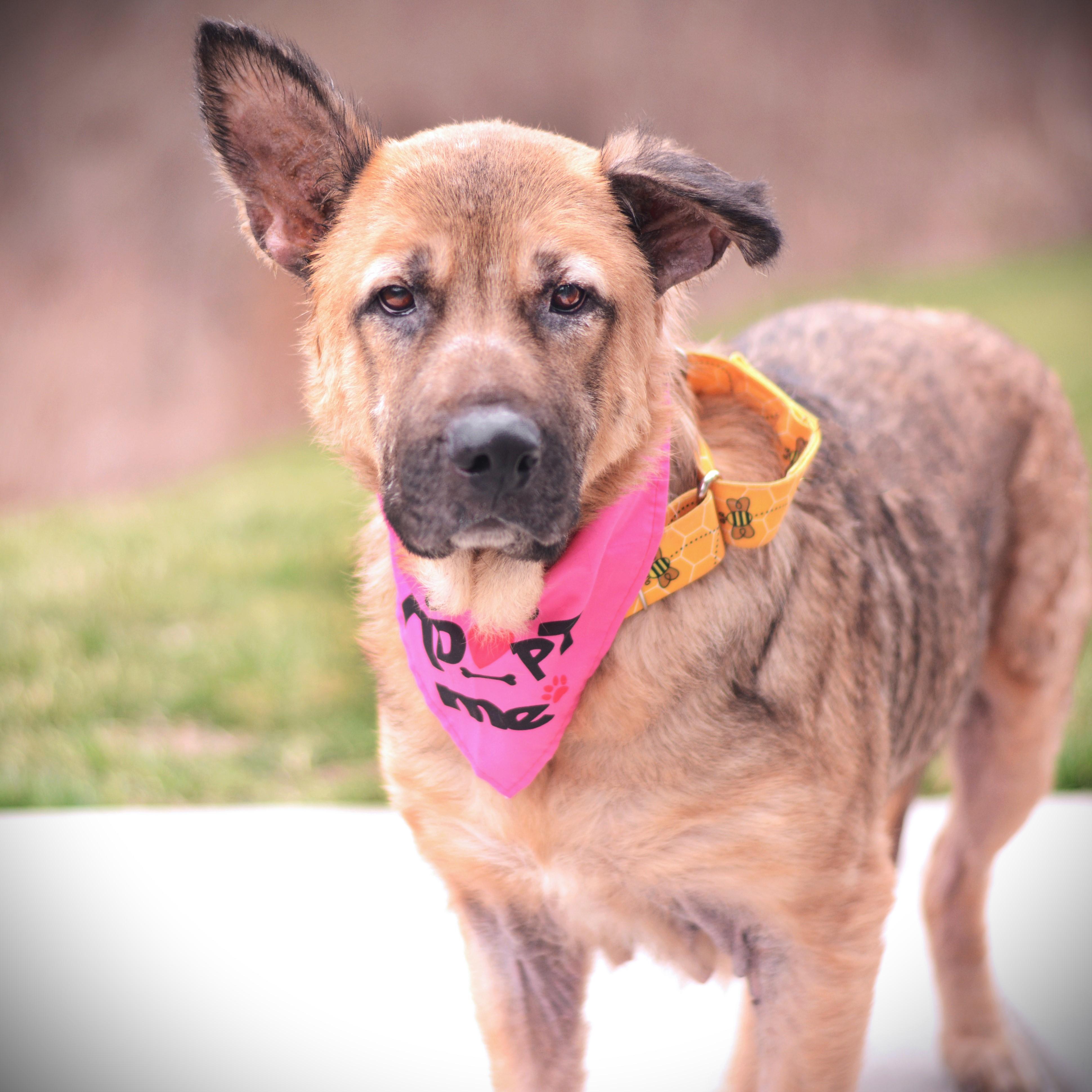 Enlarge Keisha, a ADOPTABLE mixed breed in Amsterdam, NY image 1/5