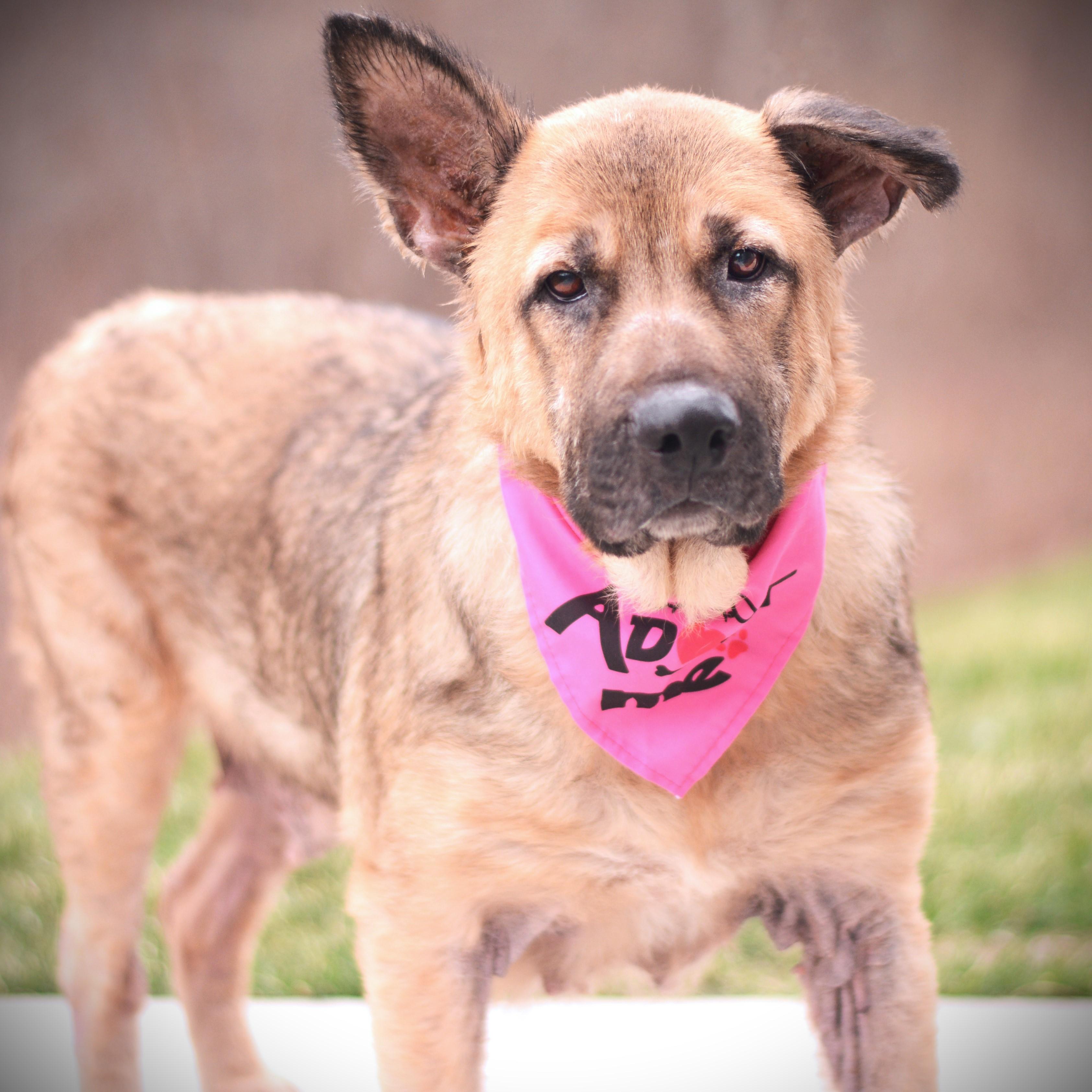 Enlarge Keisha, a ADOPTABLE mixed breed in Amsterdam, NY image 5/5