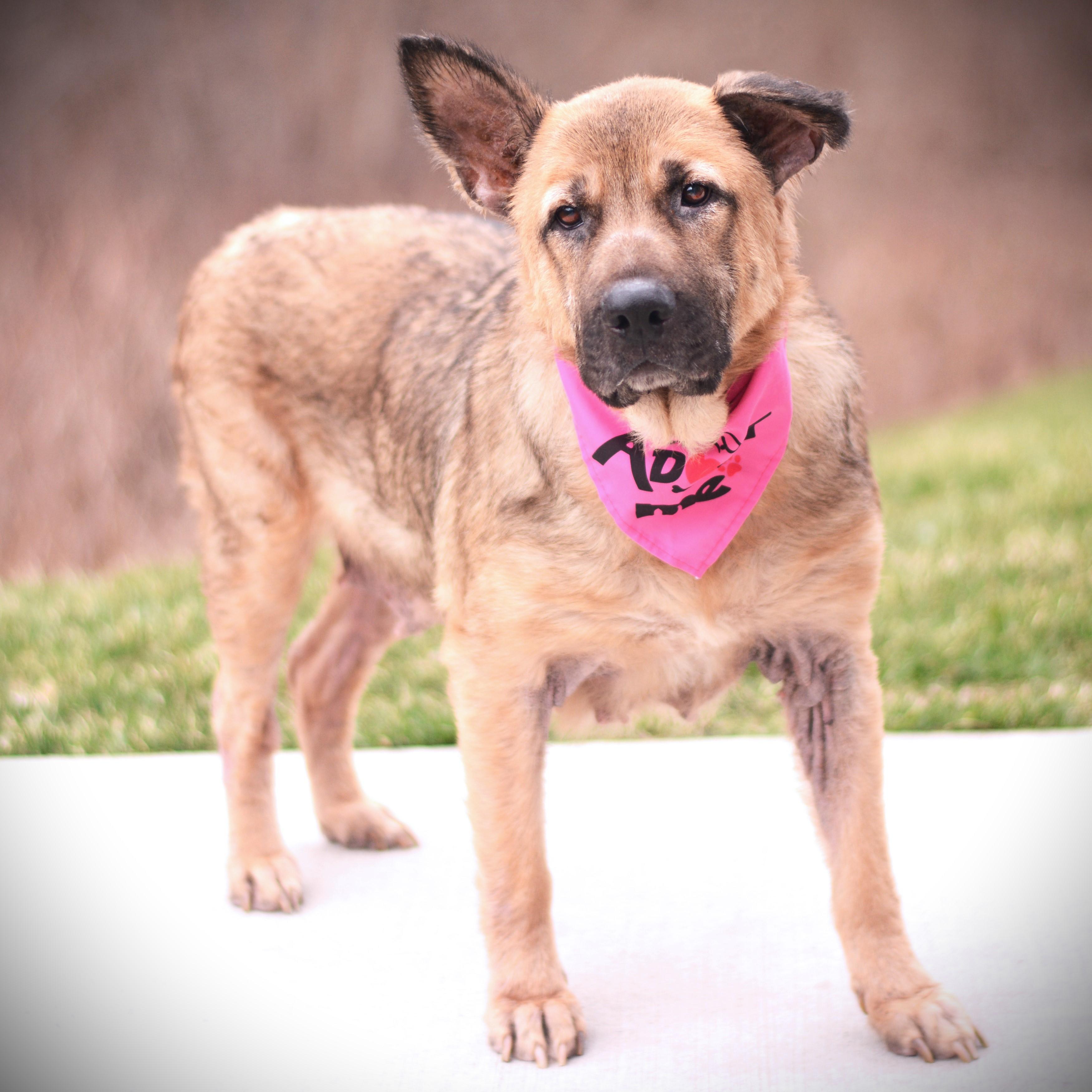 Enlarge Keisha, a ADOPTABLE mixed breed in Amsterdam, NY image 4/5