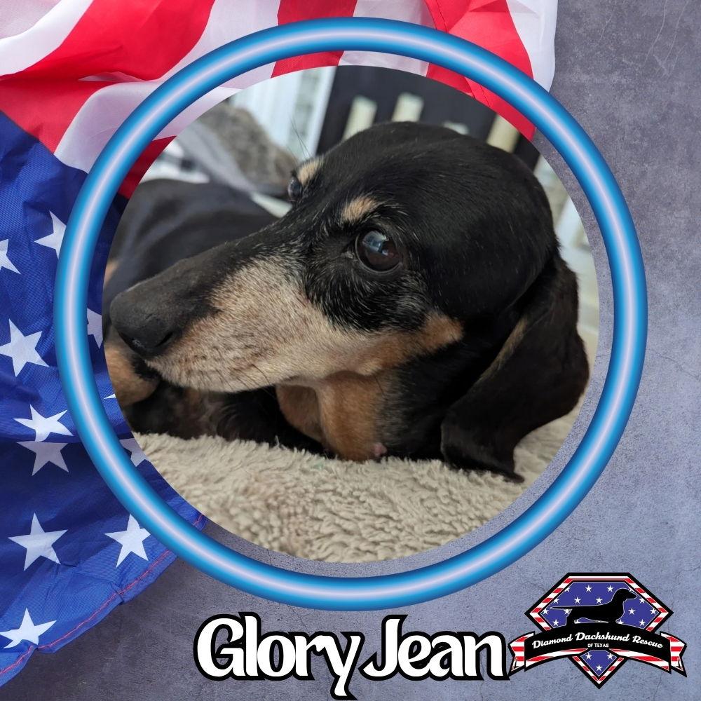 Enlarge Glory Jean, a Adopted Dachshund in San Antonio, TX image 1/3