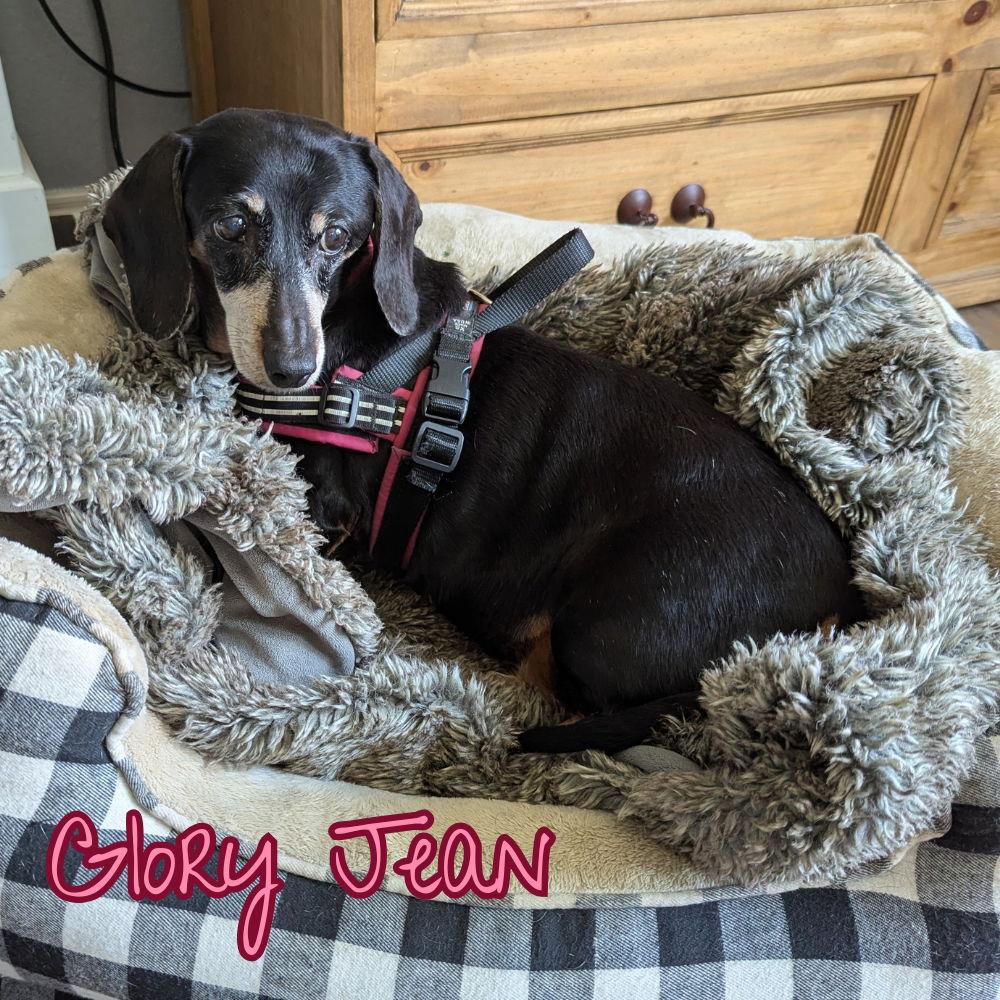 Enlarge Glory Jean, a Adopted Dachshund in San Antonio, TX image 2/3