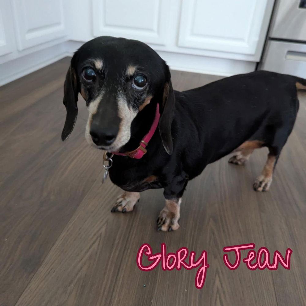 Enlarge Glory Jean, a Adopted Dachshund in San Antonio, TX image 3/3