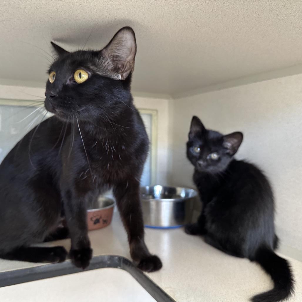 Enlarge Seersha, a Adoptable Domestic Short Hair in Durango, CO image 1/3