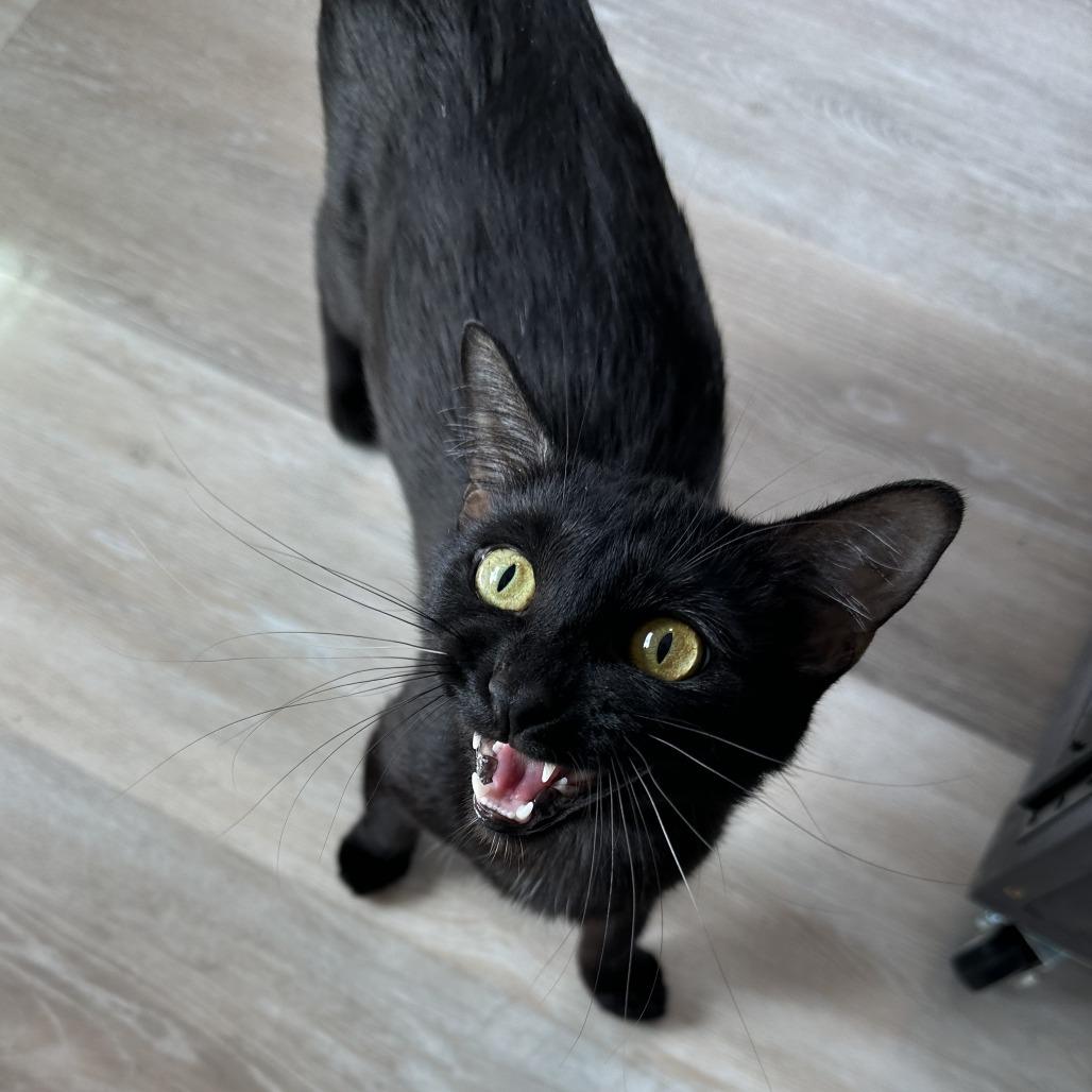 Enlarge Seersha, a Adoptable Domestic Short Hair in Durango, CO image 2/3