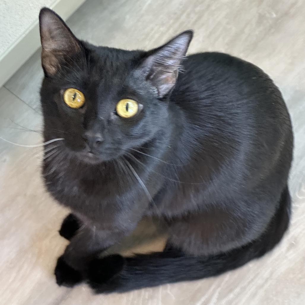 Enlarge Seersha, a Adoptable Domestic Short Hair in Durango, CO image 3/3