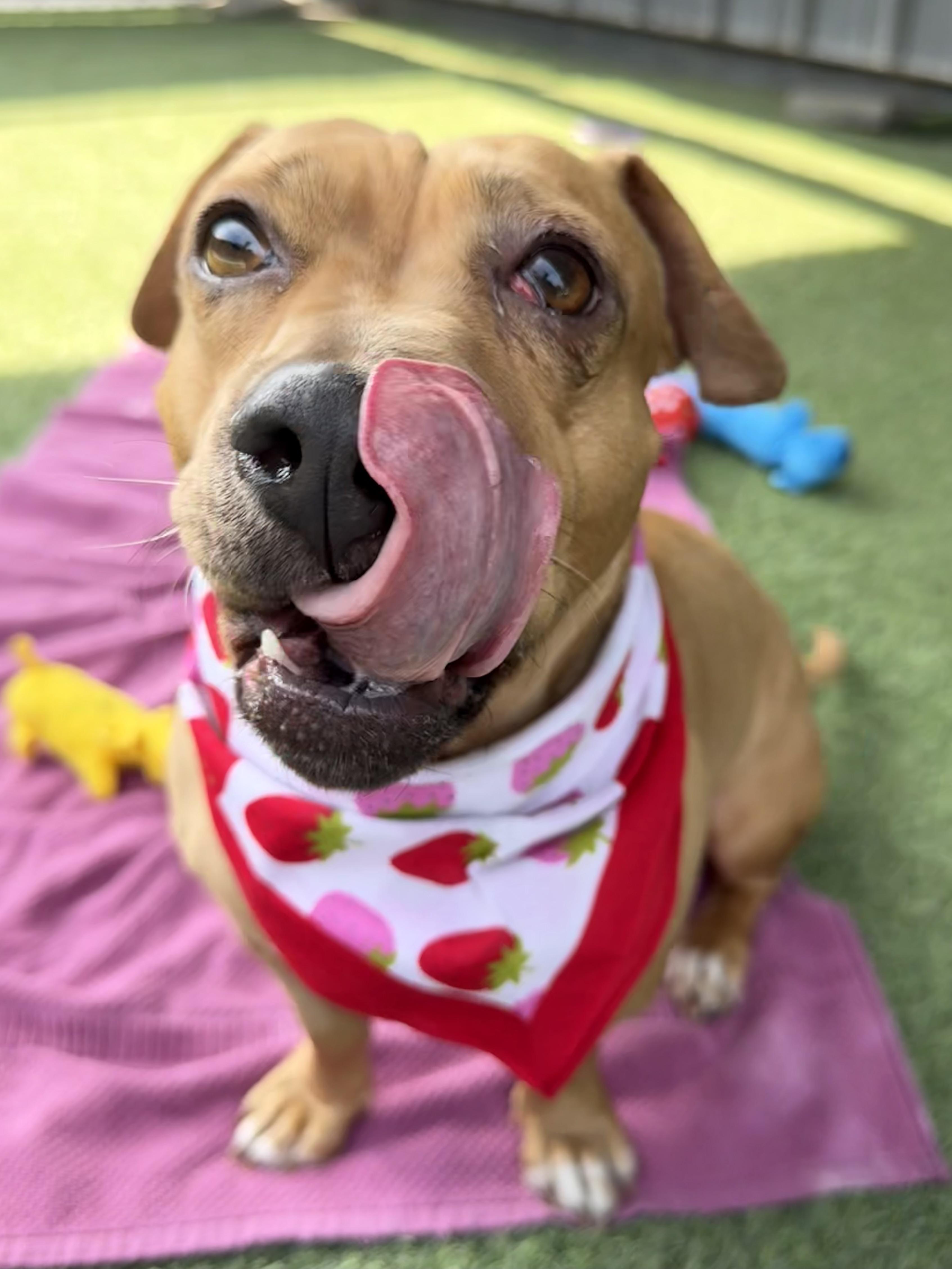 Enlarge Penny, an adopted mixed breed in Lodi, CA image 5/5